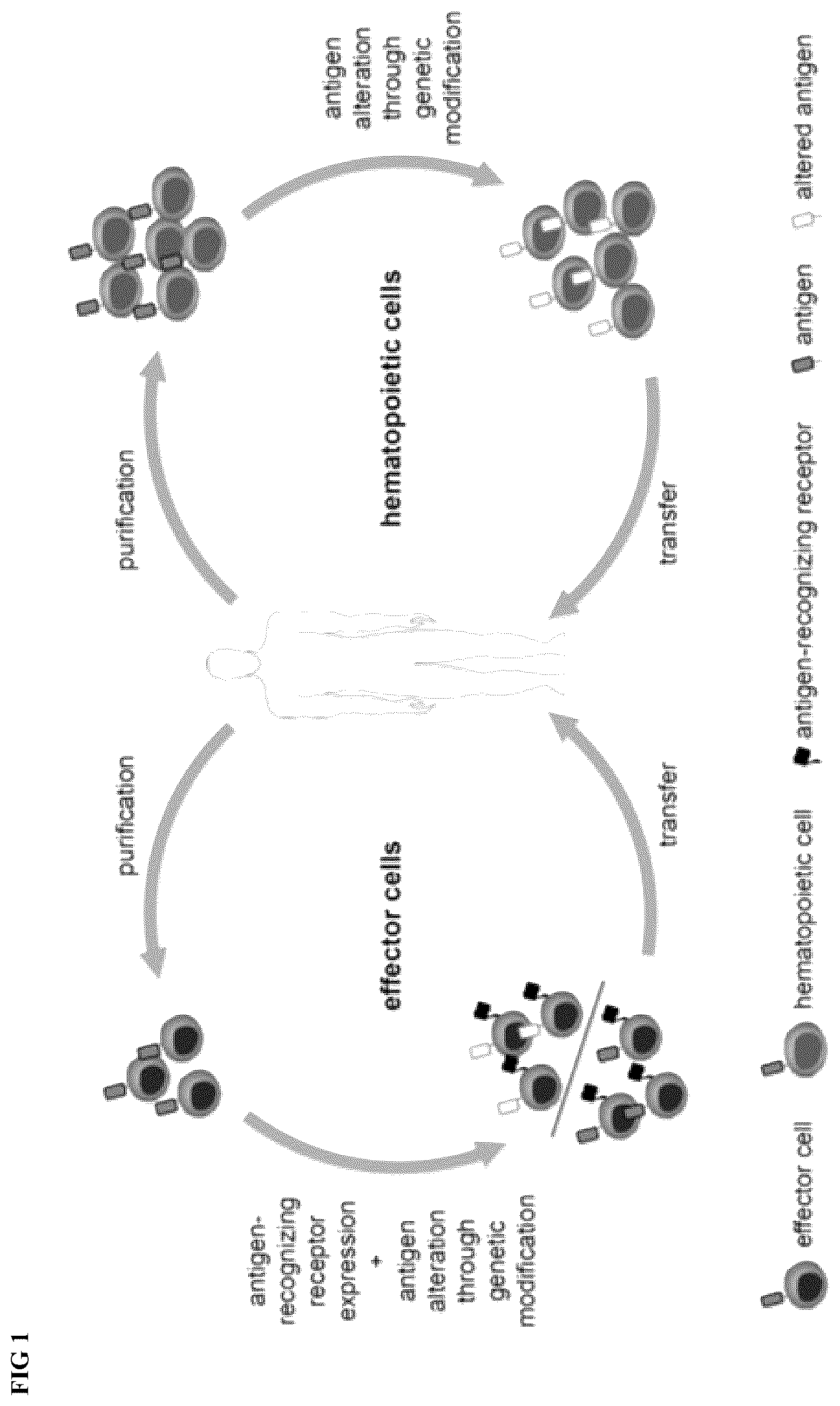 Patent US12318446 — Reducing side effects of immunotherapy using genetically modified hematopoietic cells — Figure 1