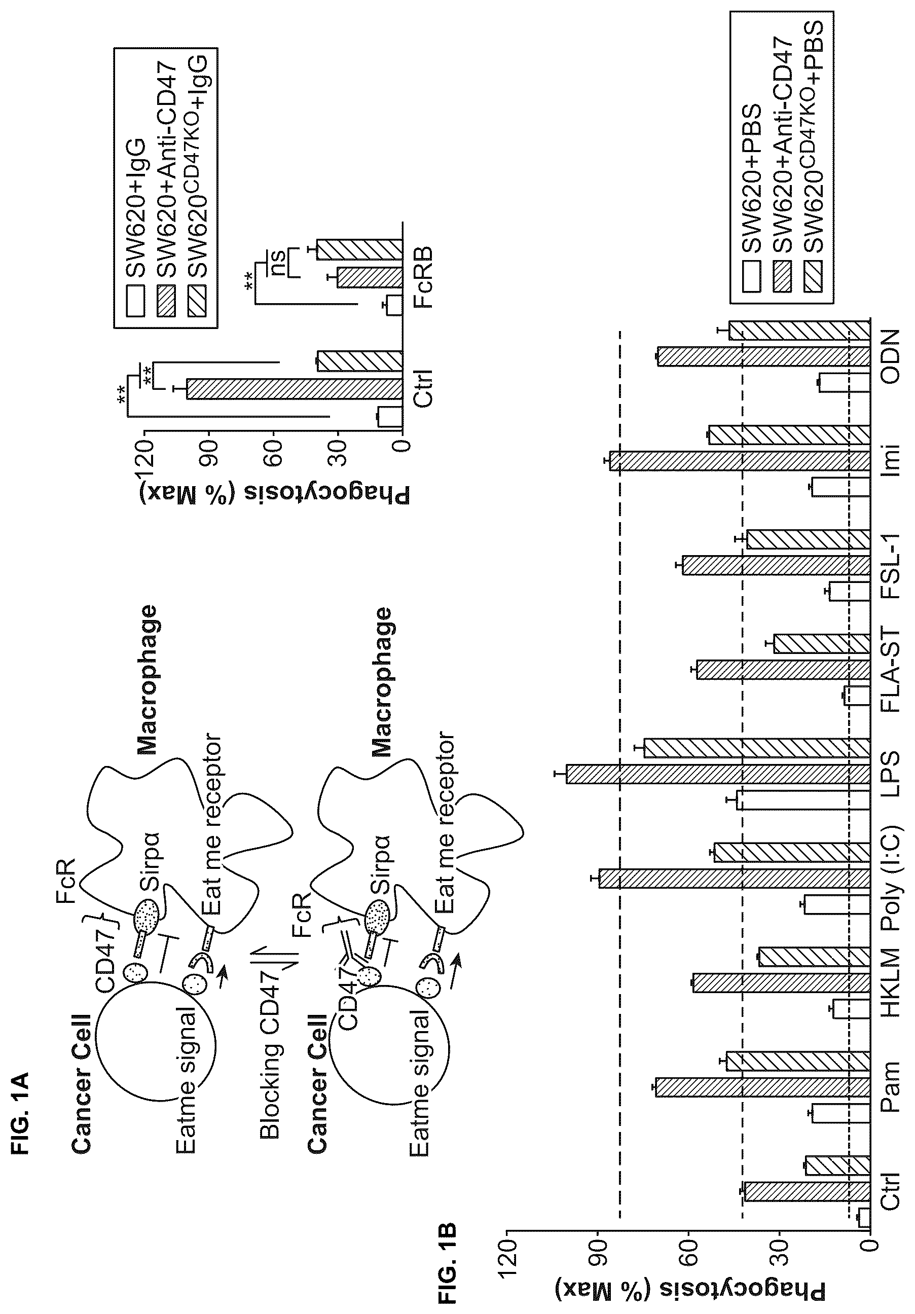 Patent US12318448 — Use of TLR agonist and anti-CD47 agent to enhance phagocytosis of cancer cells — Figure 1