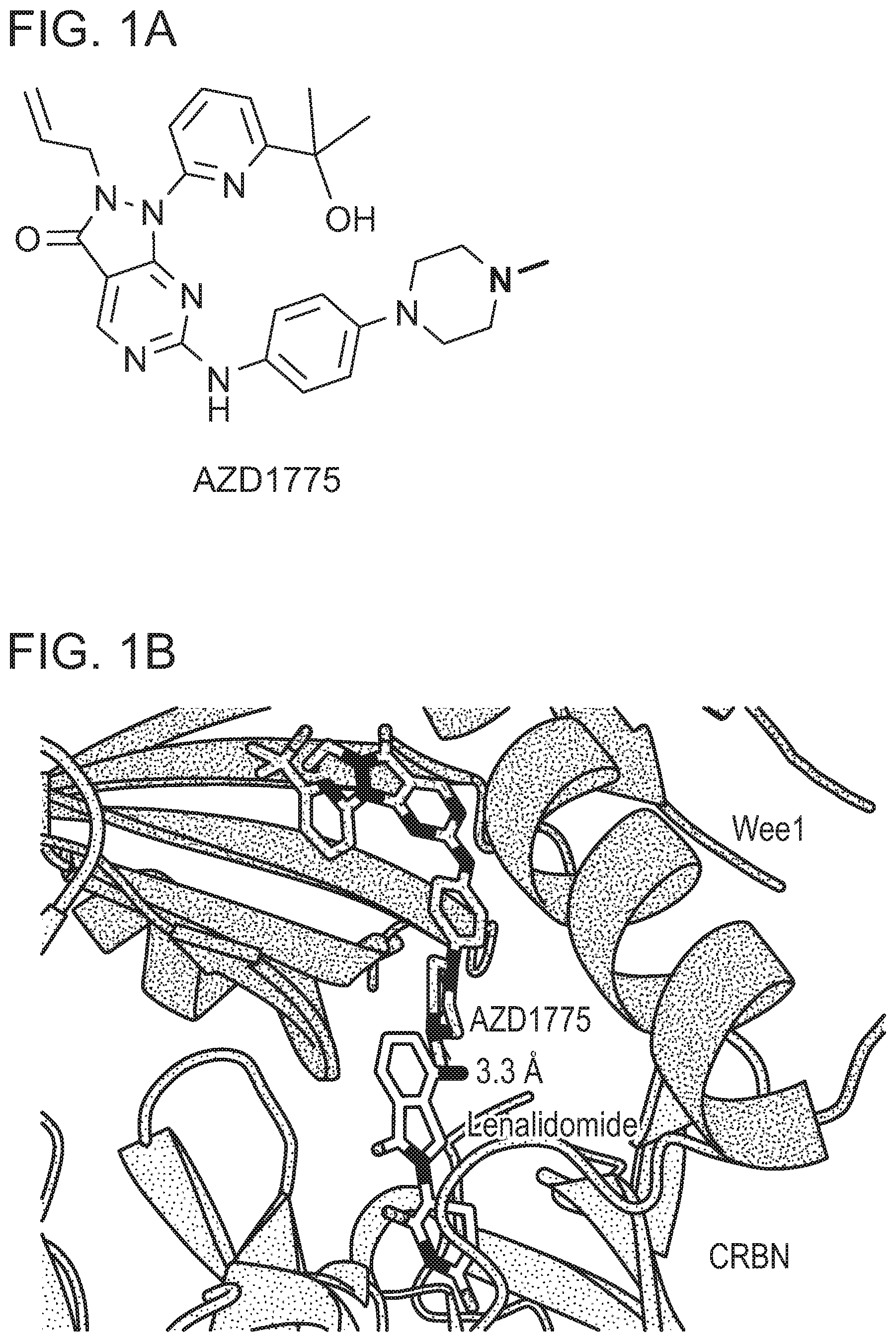 Patent US12318452 — Degraders of WEE1 kinase — Figure 1