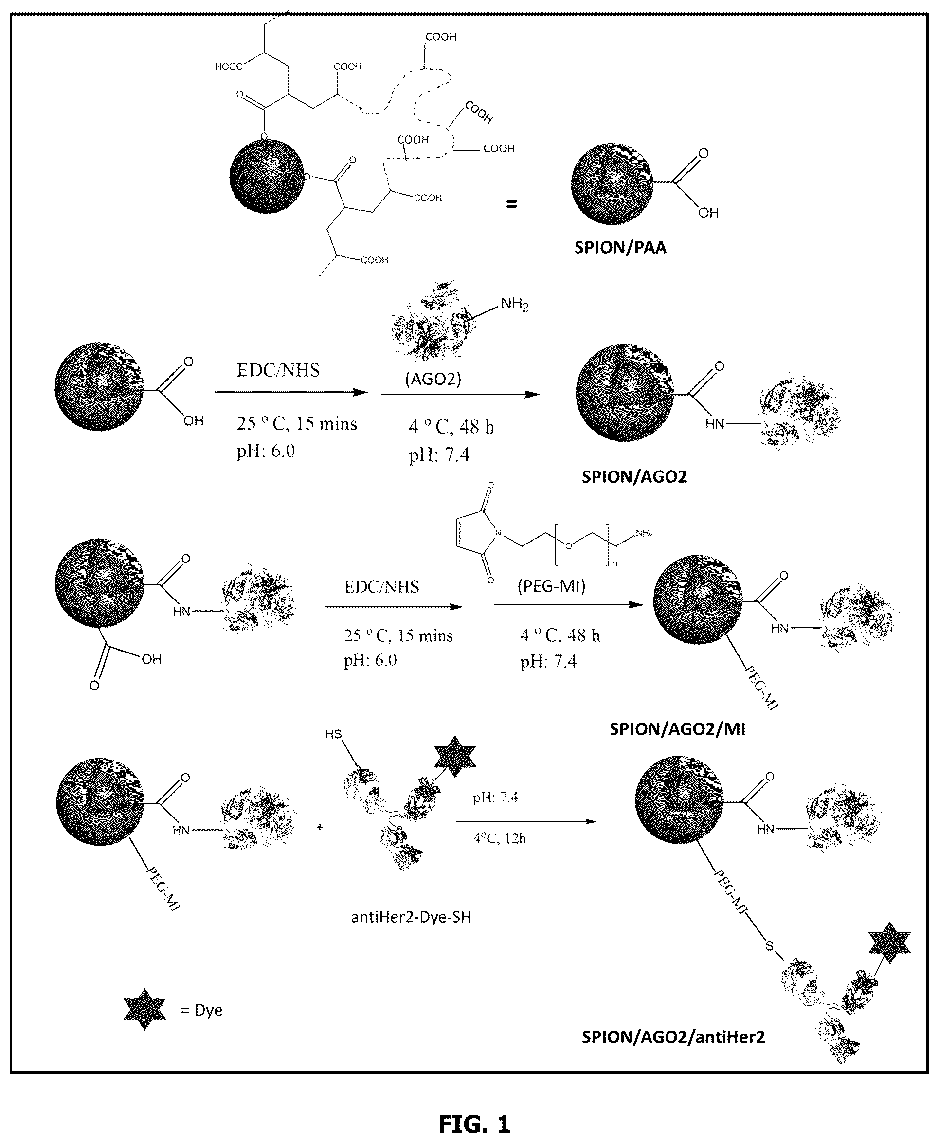 Patent US12318456 — Therapeutic nanoparticles containing argonaute for microRNA delivery and compositions and methods using same — Figure 1