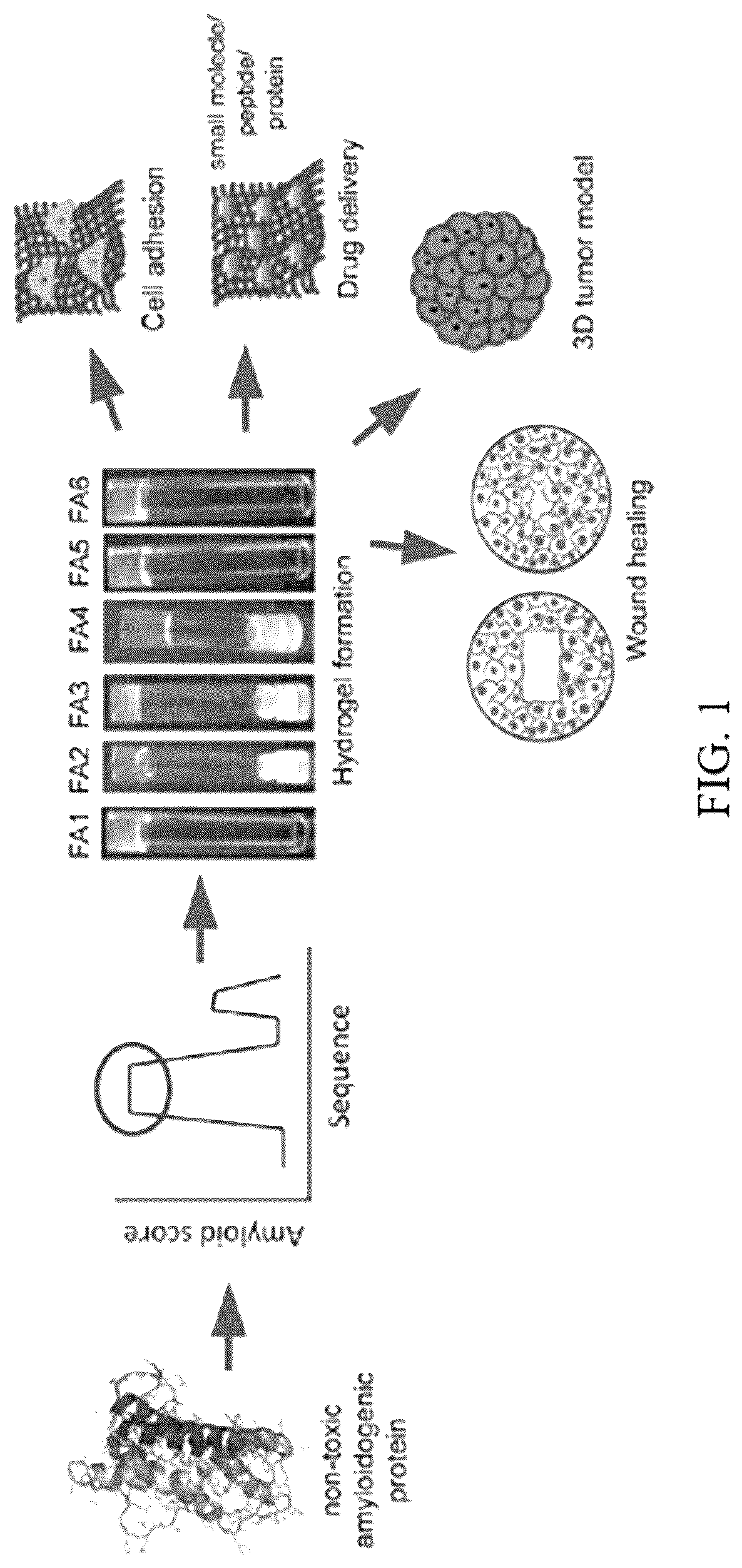 Patent US12318503 Figure 1 – Functional amyloid hydrogels and applications thereof