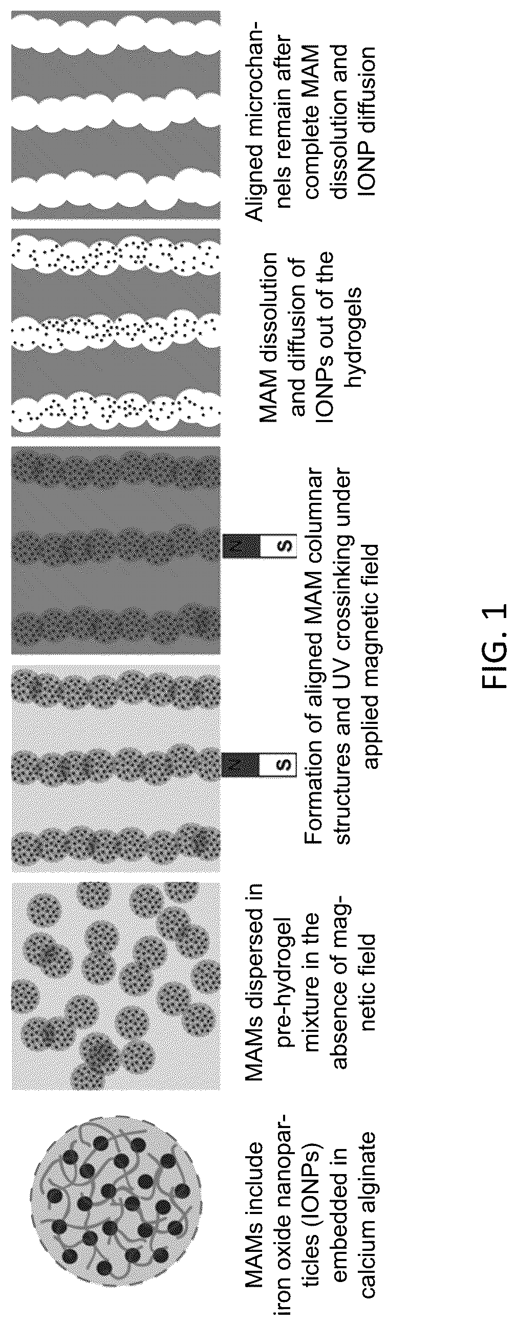 Patent US12318509 — Magnetically templated tissue engineering scaffolds and methods of making and using the magnetically templated tissue engineering scaffolds — Figure 1