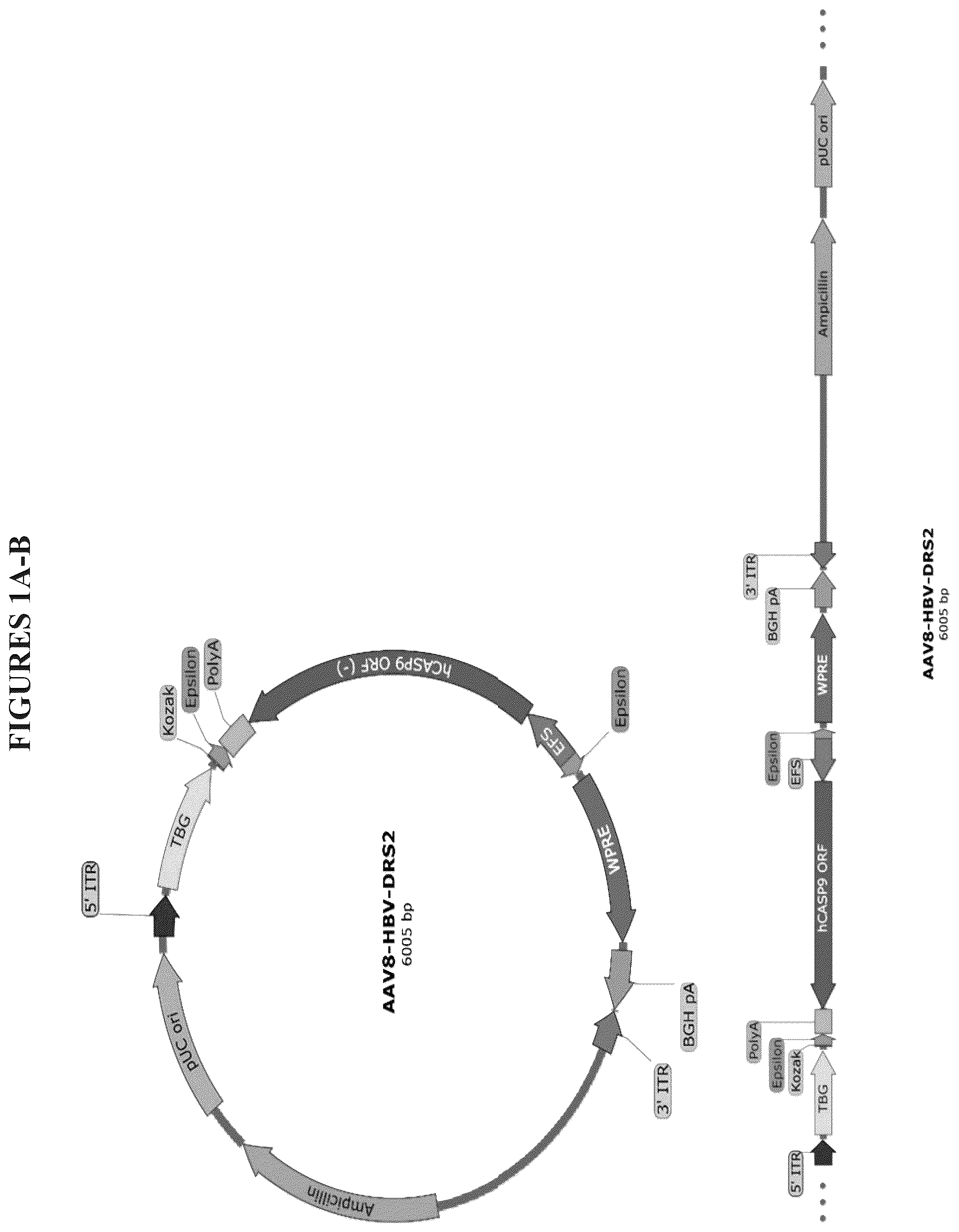 Patent US12319714 — Compositions and methods for treating viral infections — Figure 1