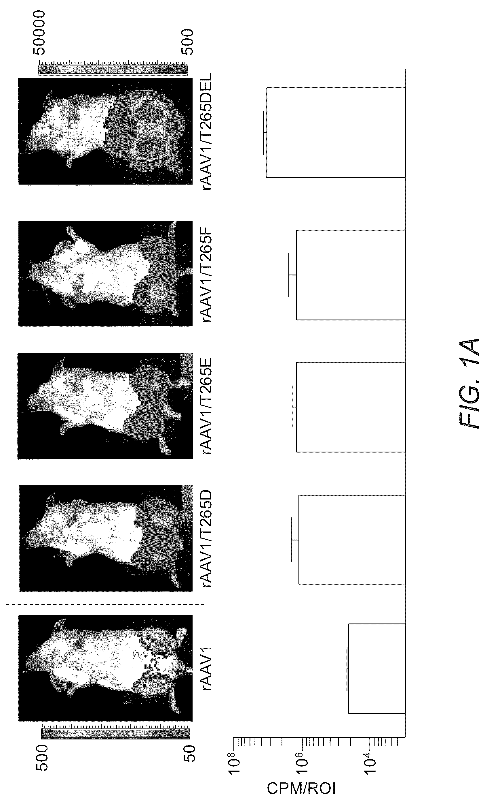 Patent US12319715 — Modified capsid proteins for enhanced delivery of parvovirus vectors — Figure 1