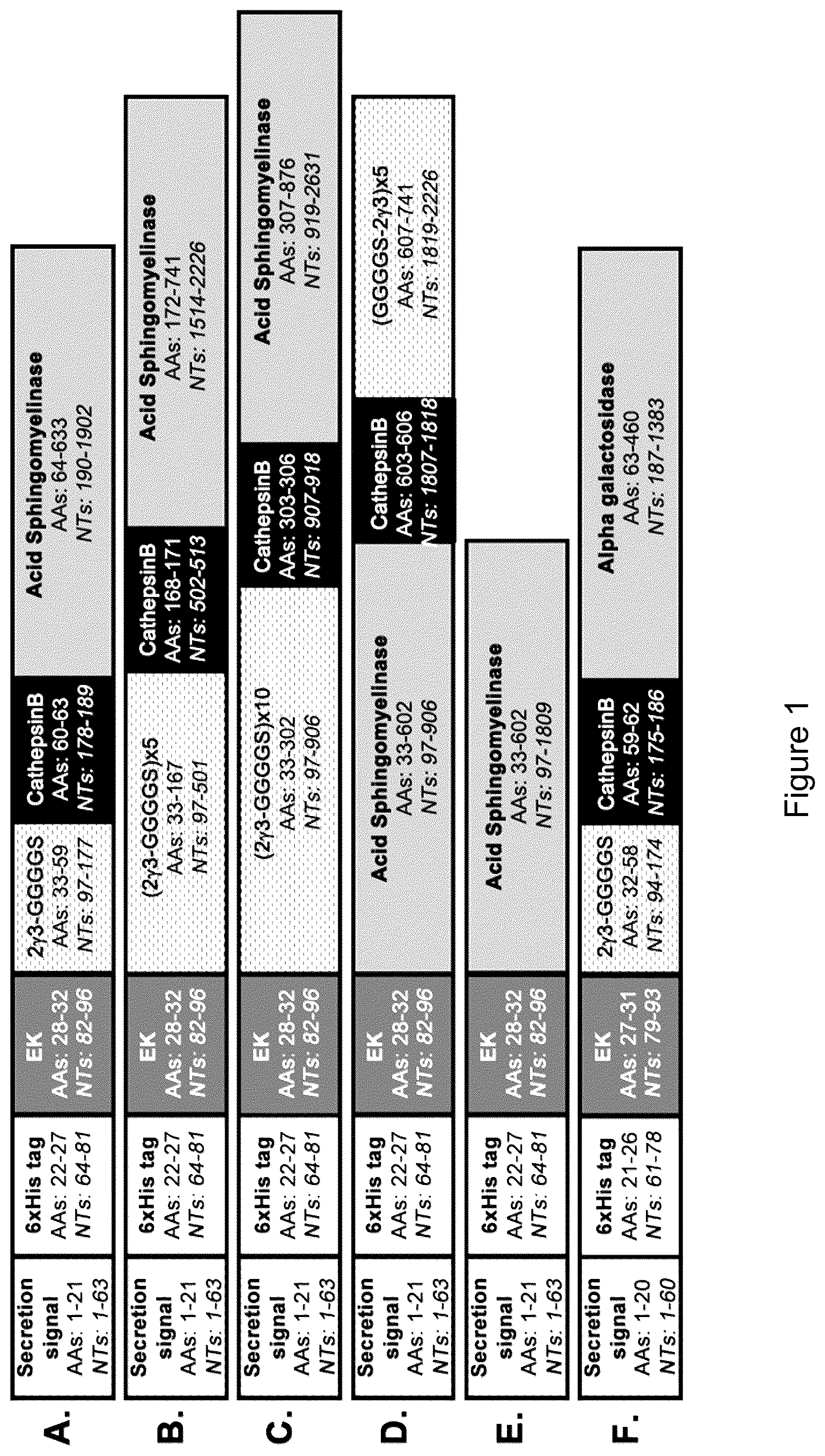 Patent US12319719 — ICAM-1 targeted fusion enzymes — Figure 1