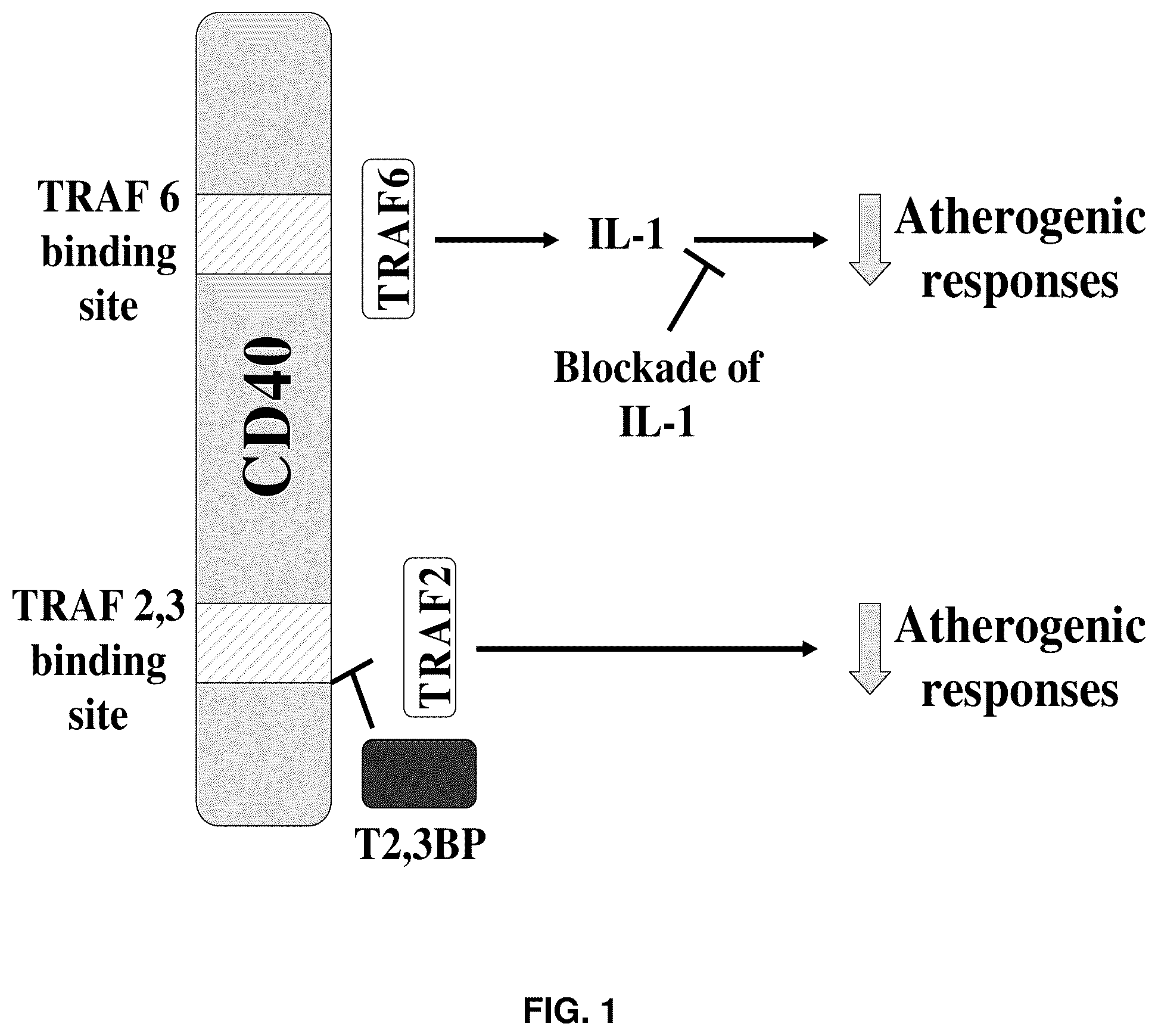 Patent US12319726 — Method for treating CD40-mediated diseases — Figure 1