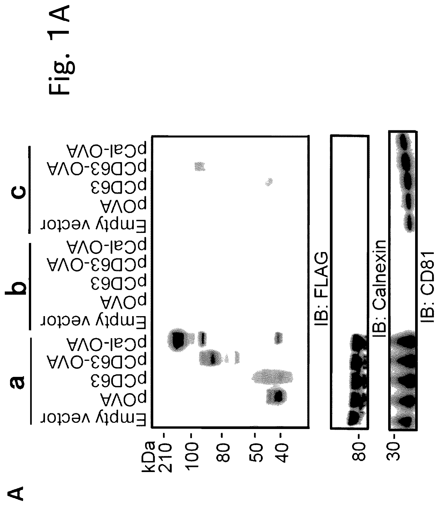 Patent US12319727 — Exosome-targeted DNA vaccine — Figure 1