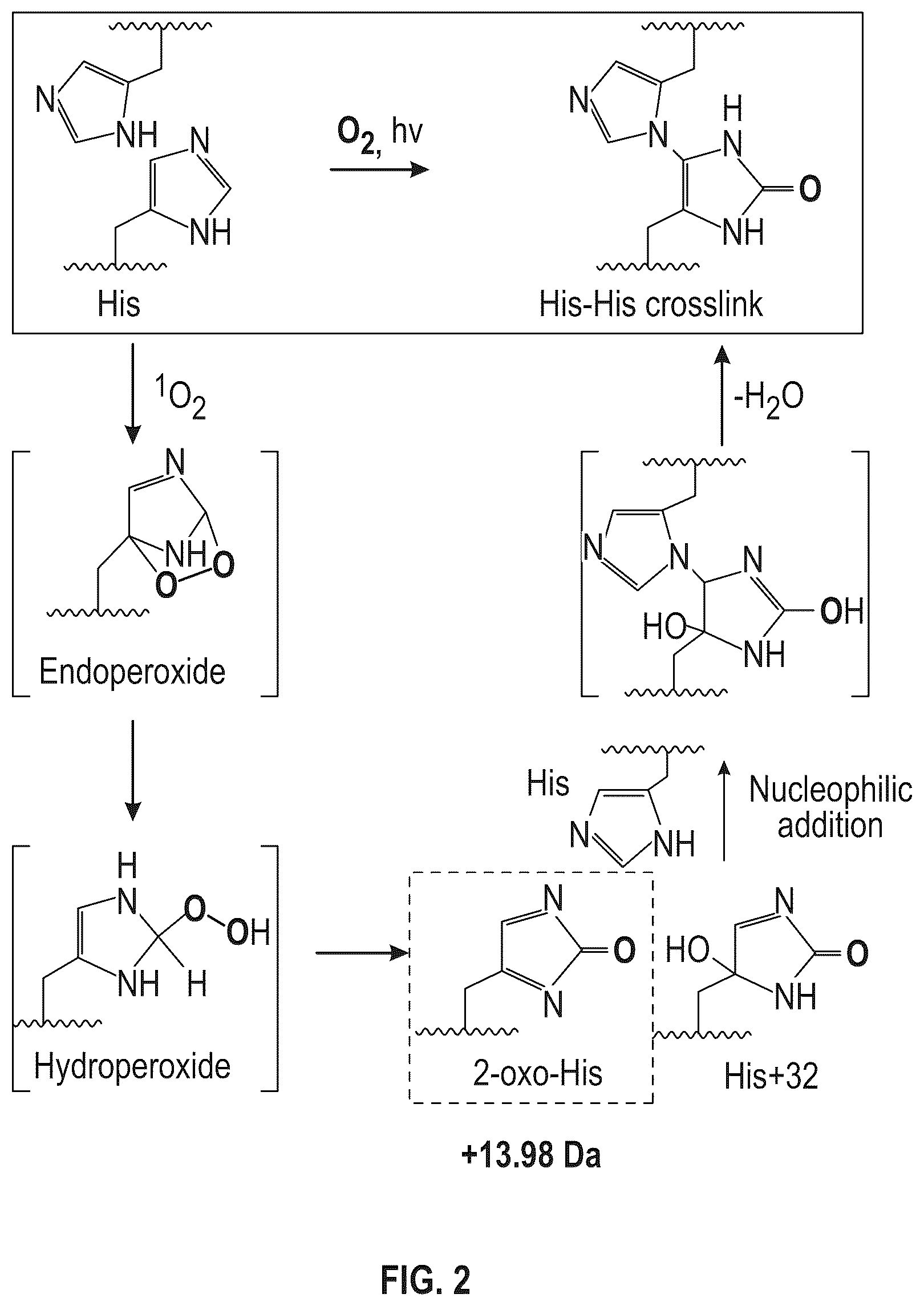 Patent US12319728 Figure 2 – Anti-VEGF protein compositions and methods for producing the same