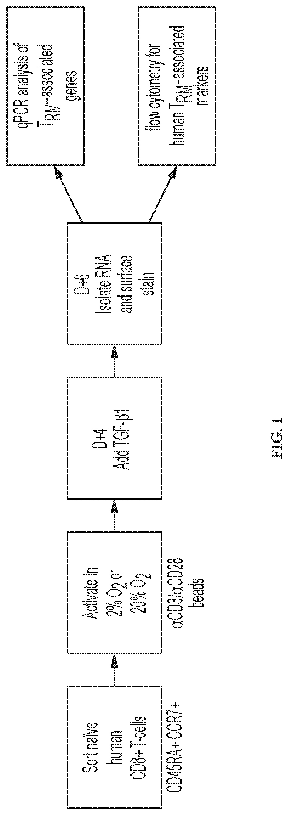 Patent US12319740 Figure 1 – Methods for production of tissue resident memory-like T cells and use thereof