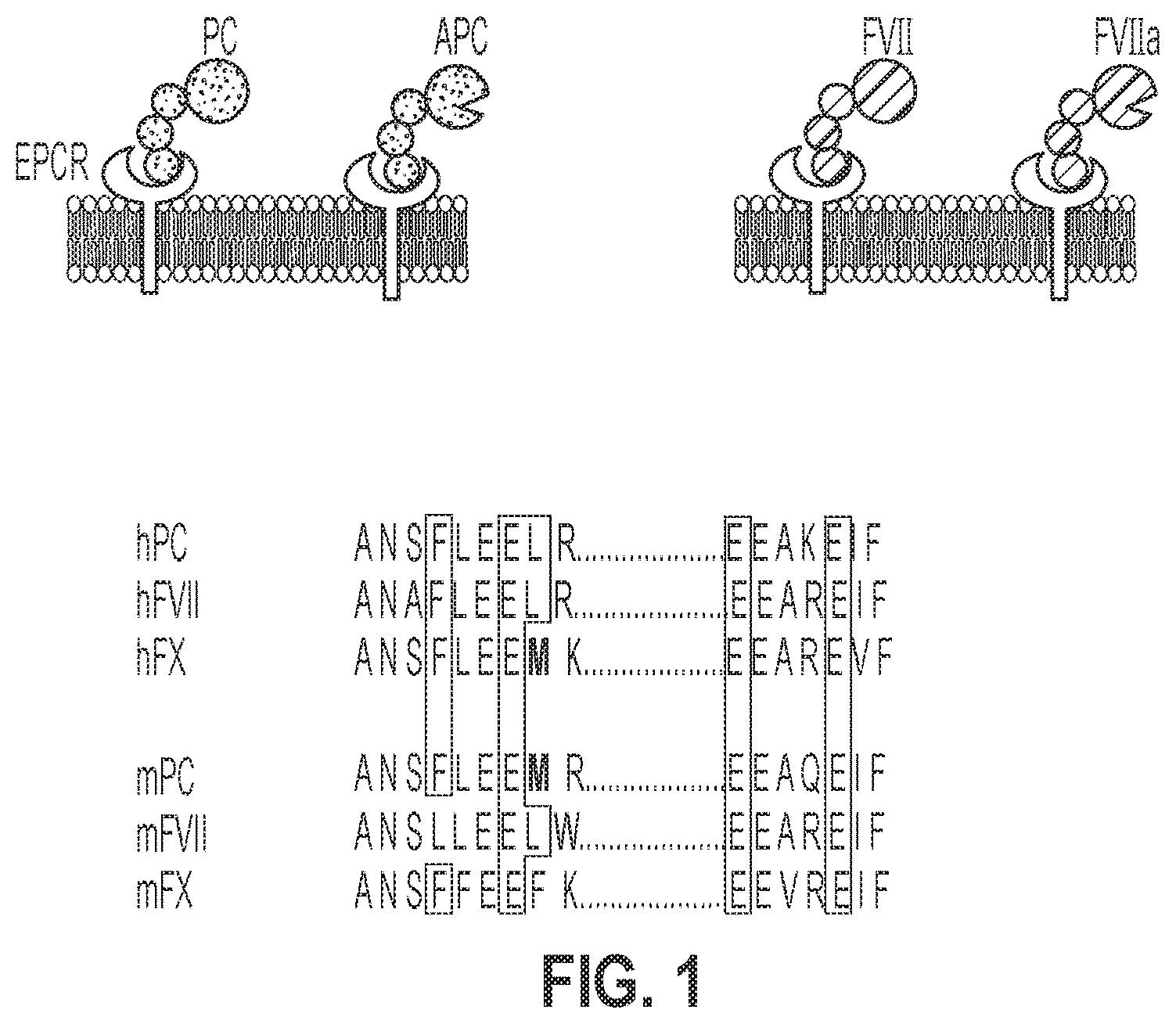 Patent US12319744 — Treatment and prevention of hemophilic arthropathy with an antibody against endothelial cell protein C receptor (EPCR) — Figure 1