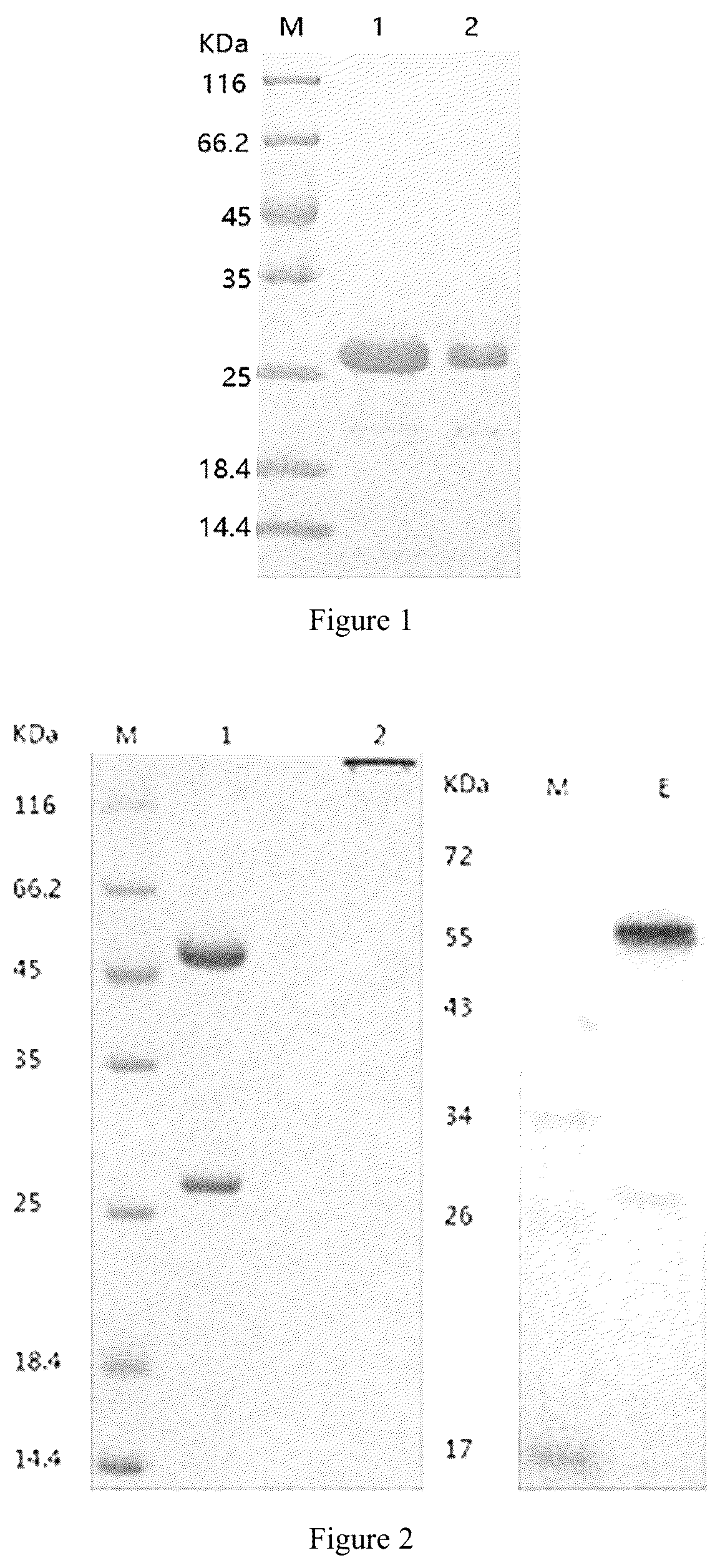 Patent US12319747 Figure 1 – Methods of using anti-SP17 immunotherapeutics