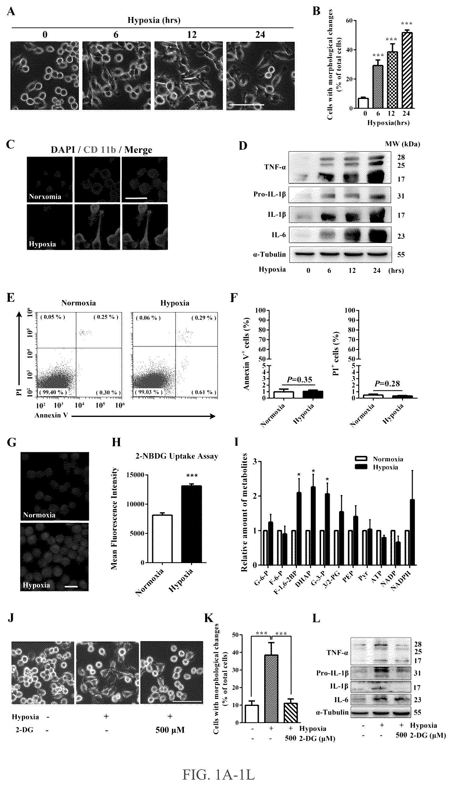 Patent US12319750 Figure 1 – Hexokinase 2-specific inhibitors for use in acute central nervous system injury