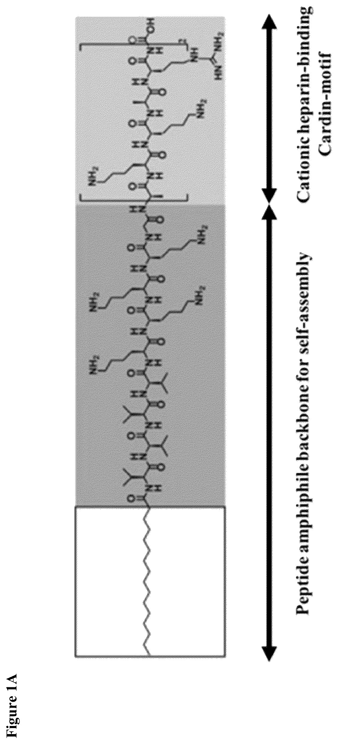 Patent US12319752 — Heparin-binding cationic peptide self-assembling peptide amphiphiles useful against drug-resistant bacteria — Figure 1