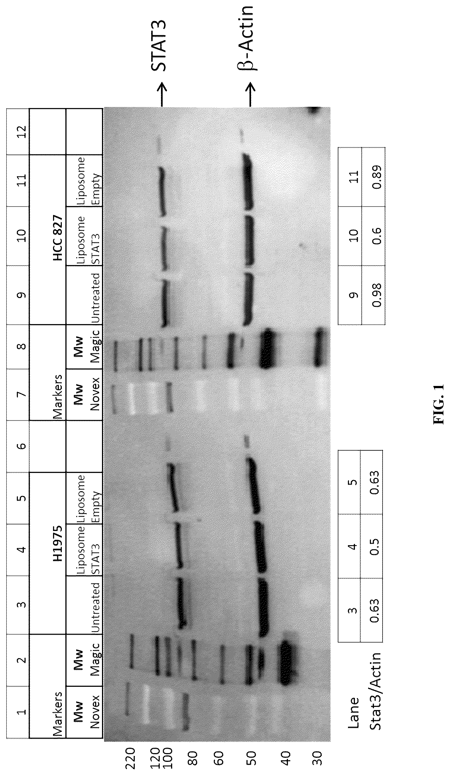 Patent US12319911 — P-ethoxy nucleic acids for STAT3 inhibition — Figure 1