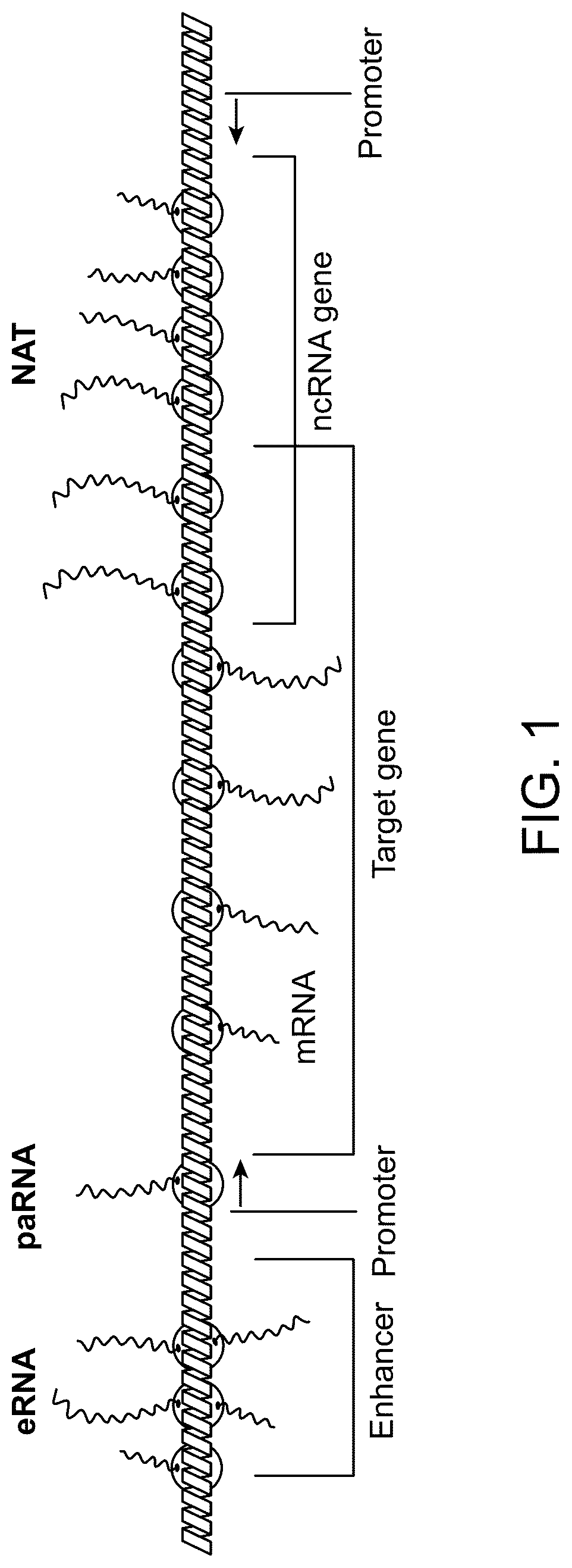Patent US12319916 Figure 1 – Modulation of gene transcription using antisense oligonucleotides targeting regulatory RNAs