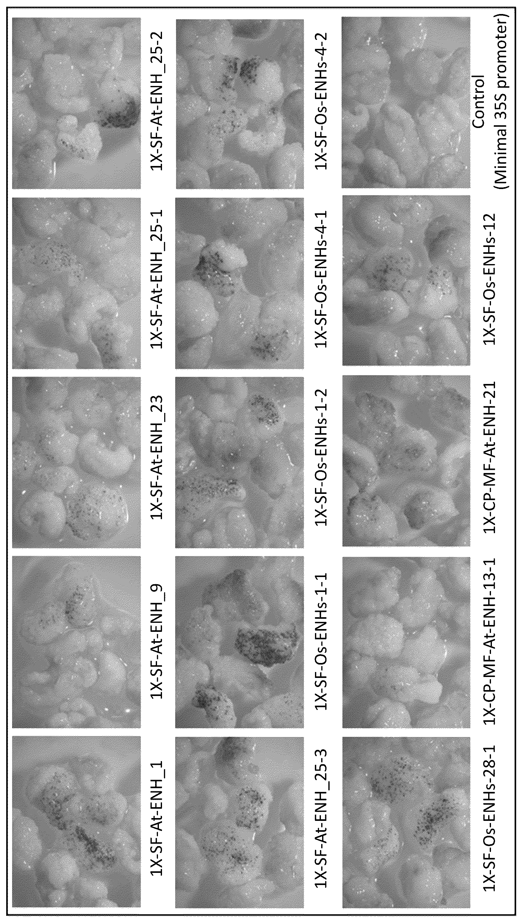 Patent US12319917 — Expression modulating elements and methods of use — Figure 1
