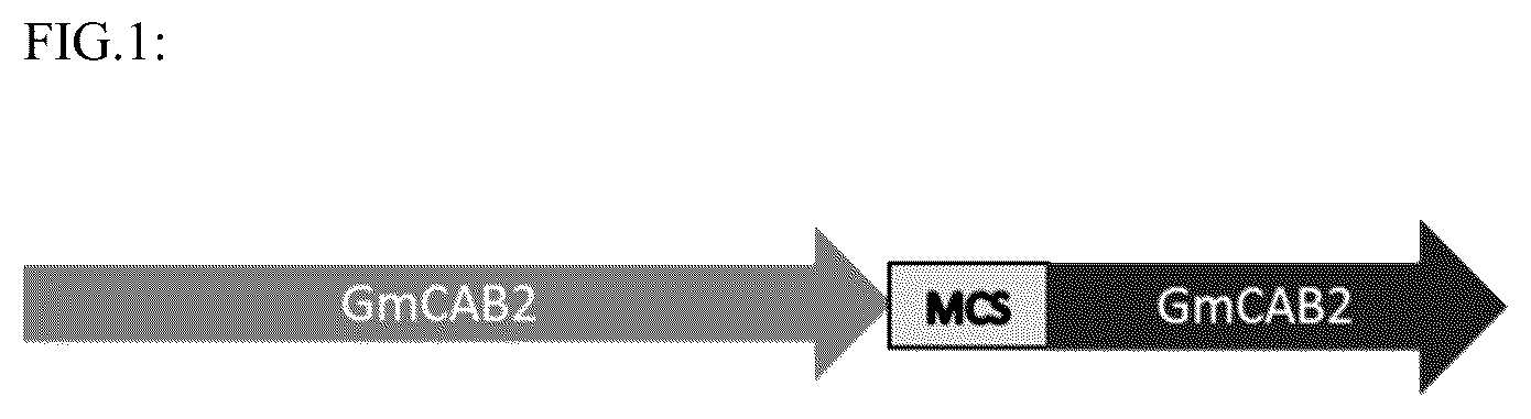 Patent US12319918 — Plant promoter for transgene expression — Figure 1