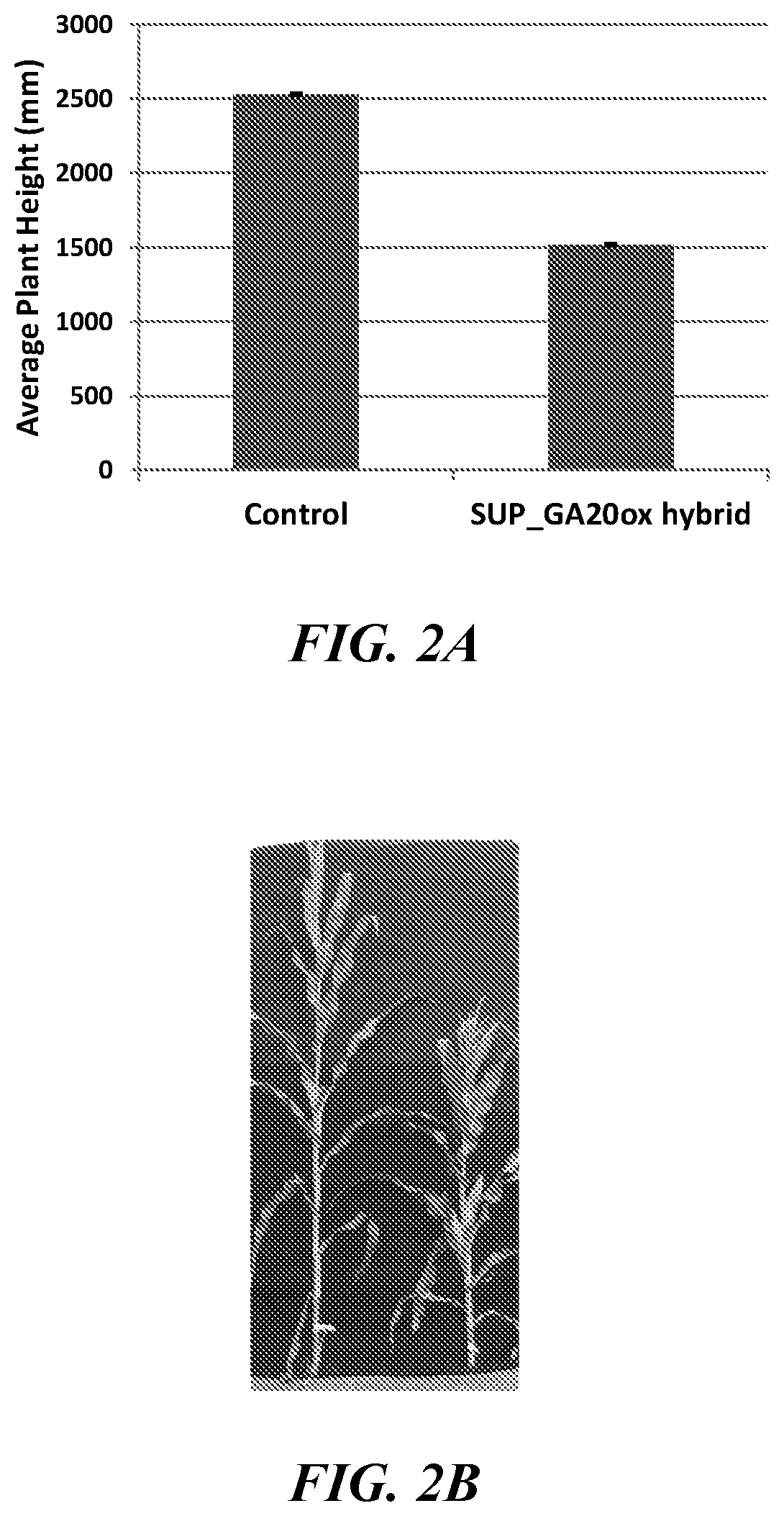 Patent US12319922 Figure 2 – Methods and compositions for short stature plants through manipulation of gibberellin metabolism to increase harvestable yield