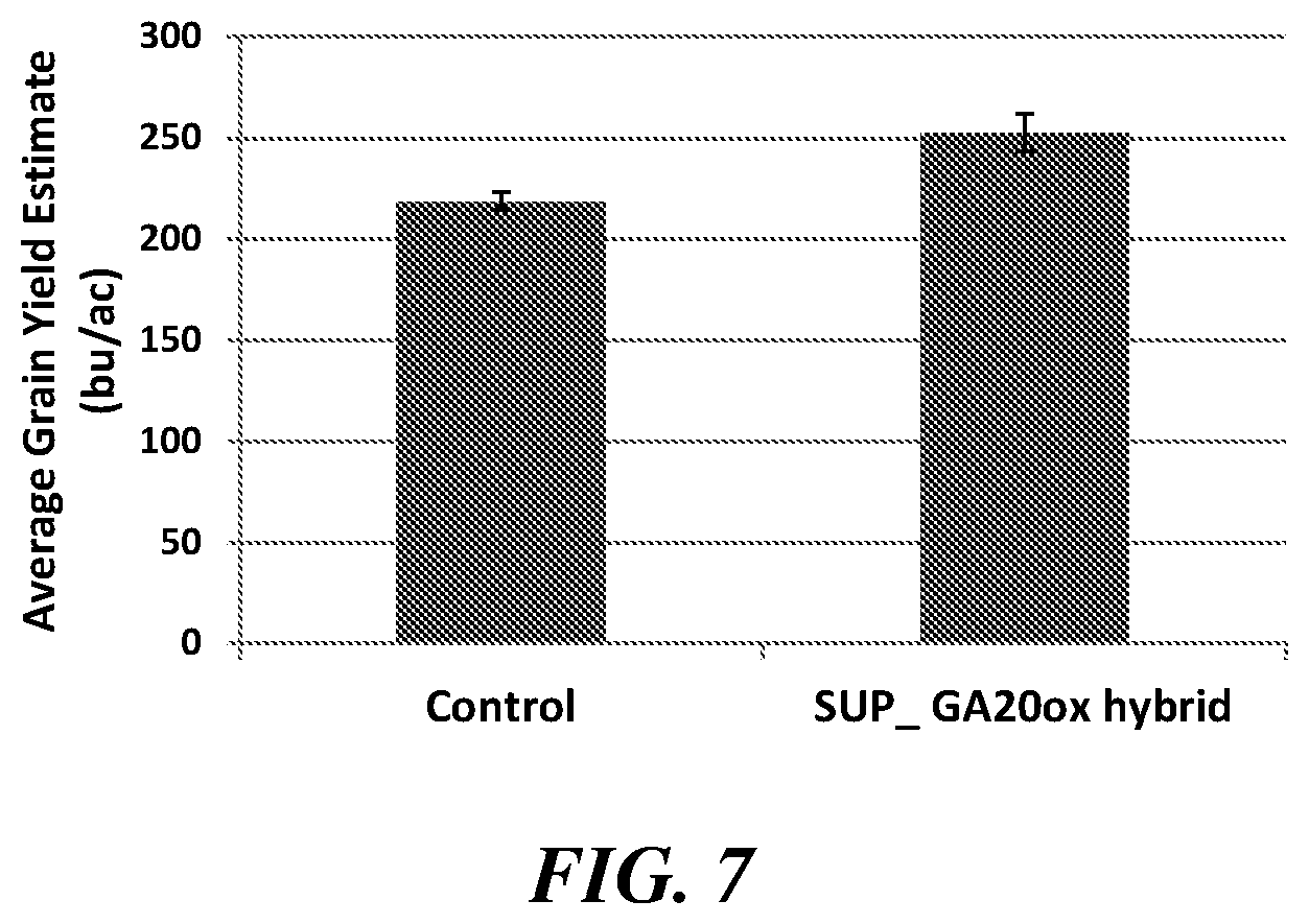 Patent US12319922 Figure 7 – Methods and compositions for short stature plants through manipulation of gibberellin metabolism to increase harvestable yield
