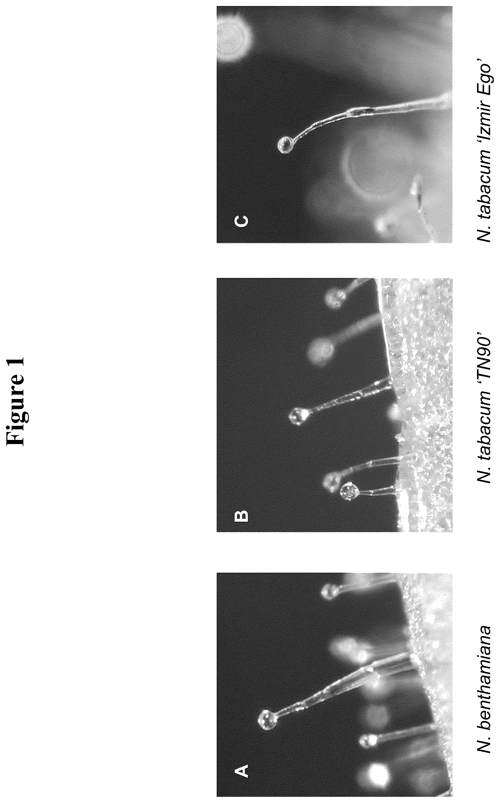 Patent US12319923 — Increasing trichome density and improving transport of metabolites in plant trichomes — Figure 1