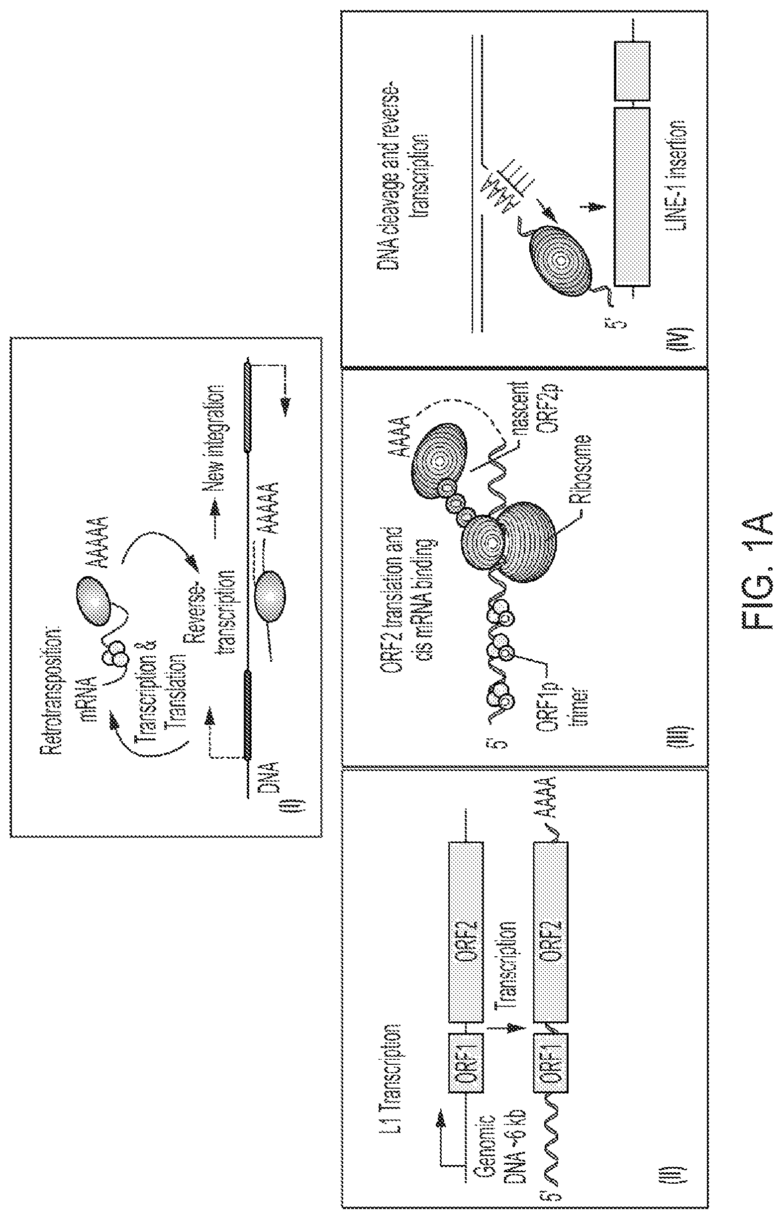 Patent US12319925 — Methods and compositions for genomic integration — Figure 1