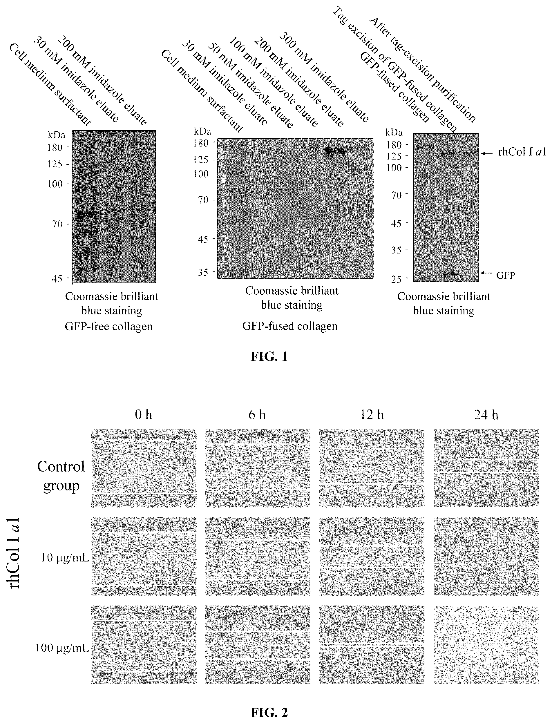 Patent US12319926 — Recombinant humanized collagen type I alpha-1 (rhCol1A1), and expression vector and use thereof — Figure 1