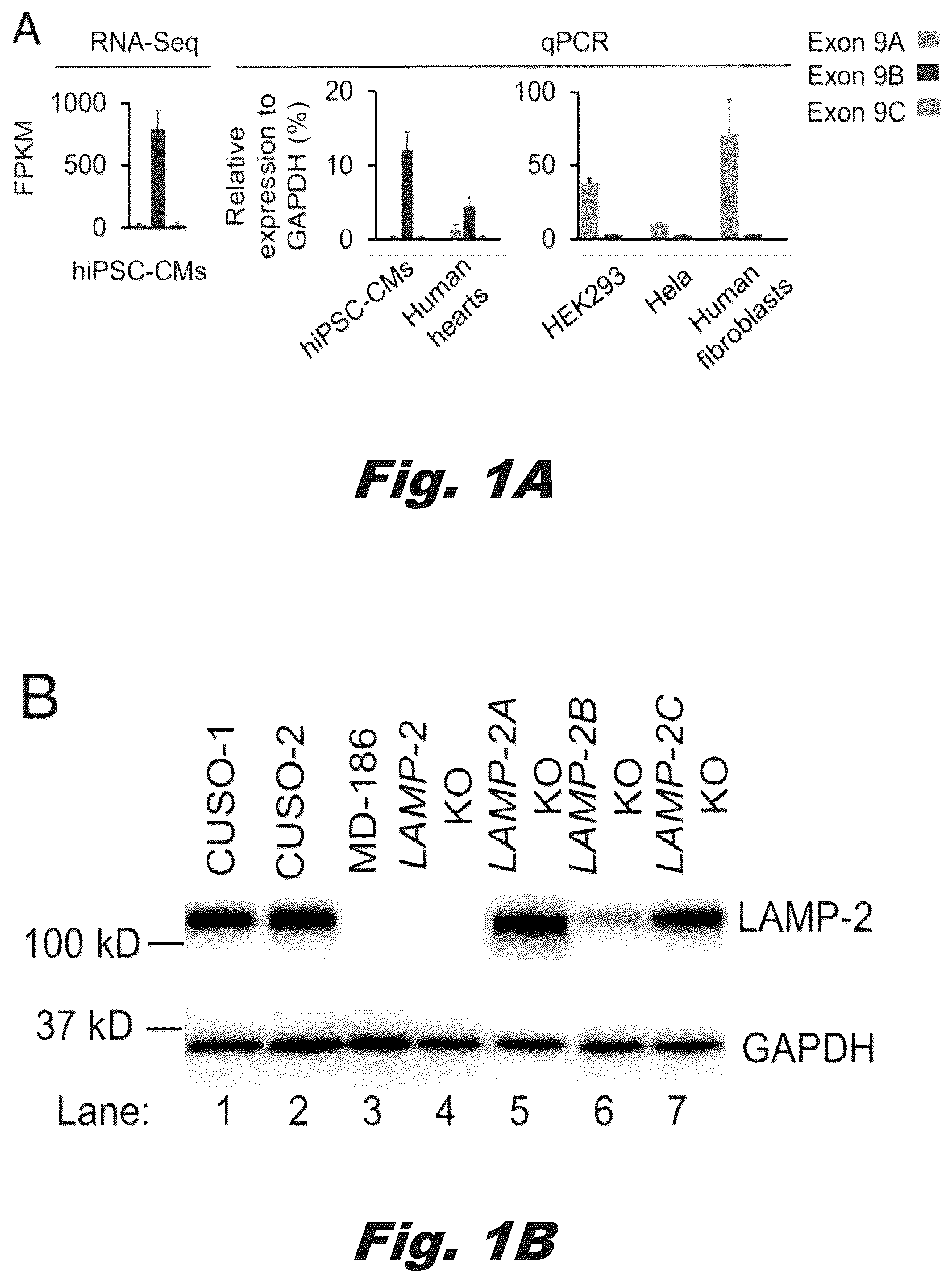 Patent US12319928 — Methods of treating Danon disease — Figure 1