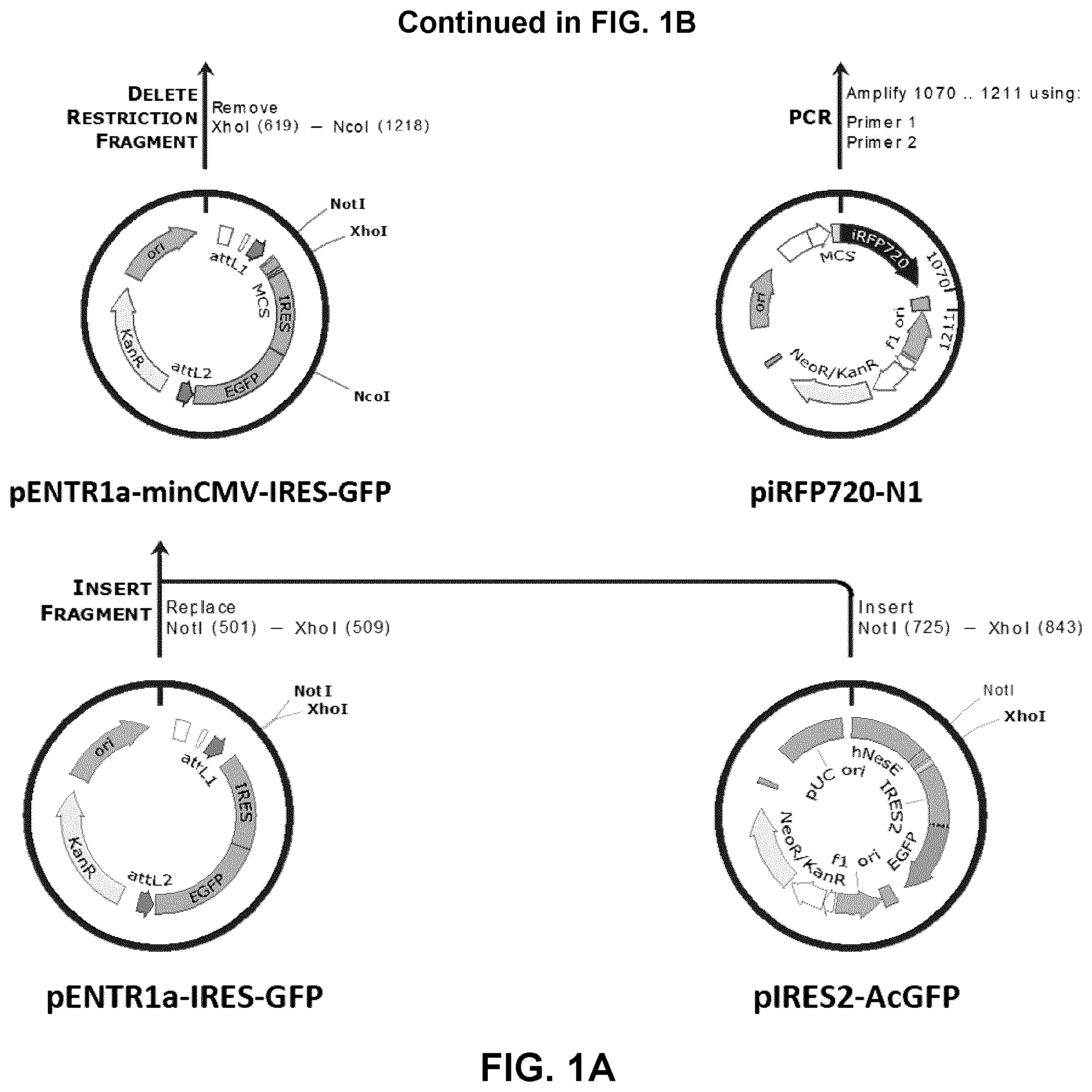 Patent US12319930 — Cell specific transcriptional regulatory sequences and uses thereof — Figure 1