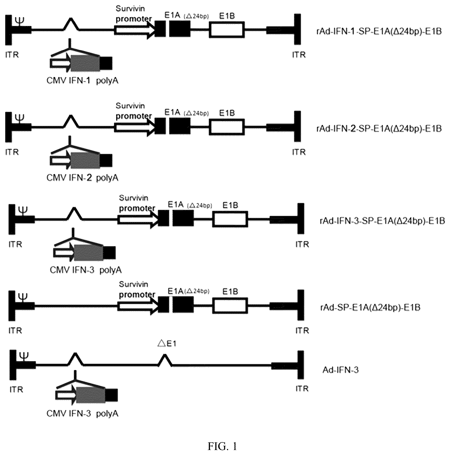 Patent US12319931 — Oncolytic virus expressing interferon and application therefor — Figure 1