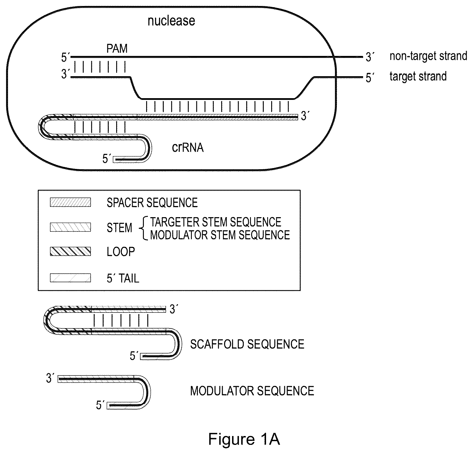 Patent US12319932 — Compositions and methods for targeting, editing, or modifying genes — Figure 1