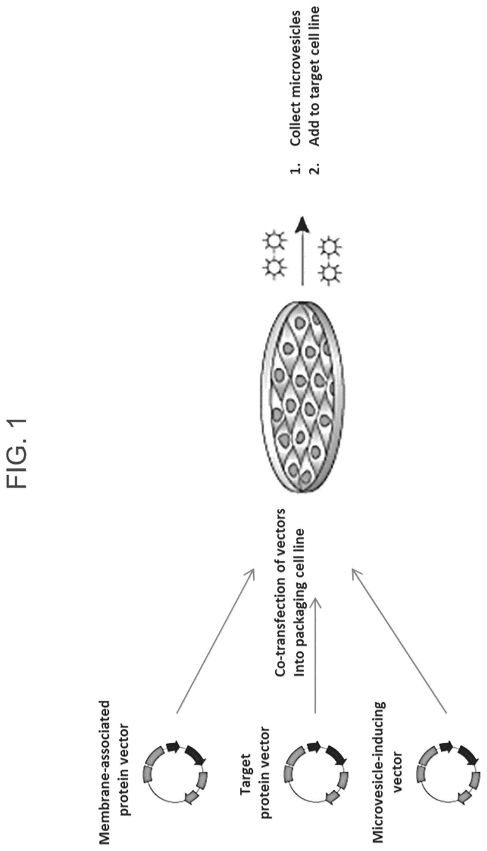 Patent US12319934 — Protein enriched microvesicles and methods of making and using the same — Figure 1