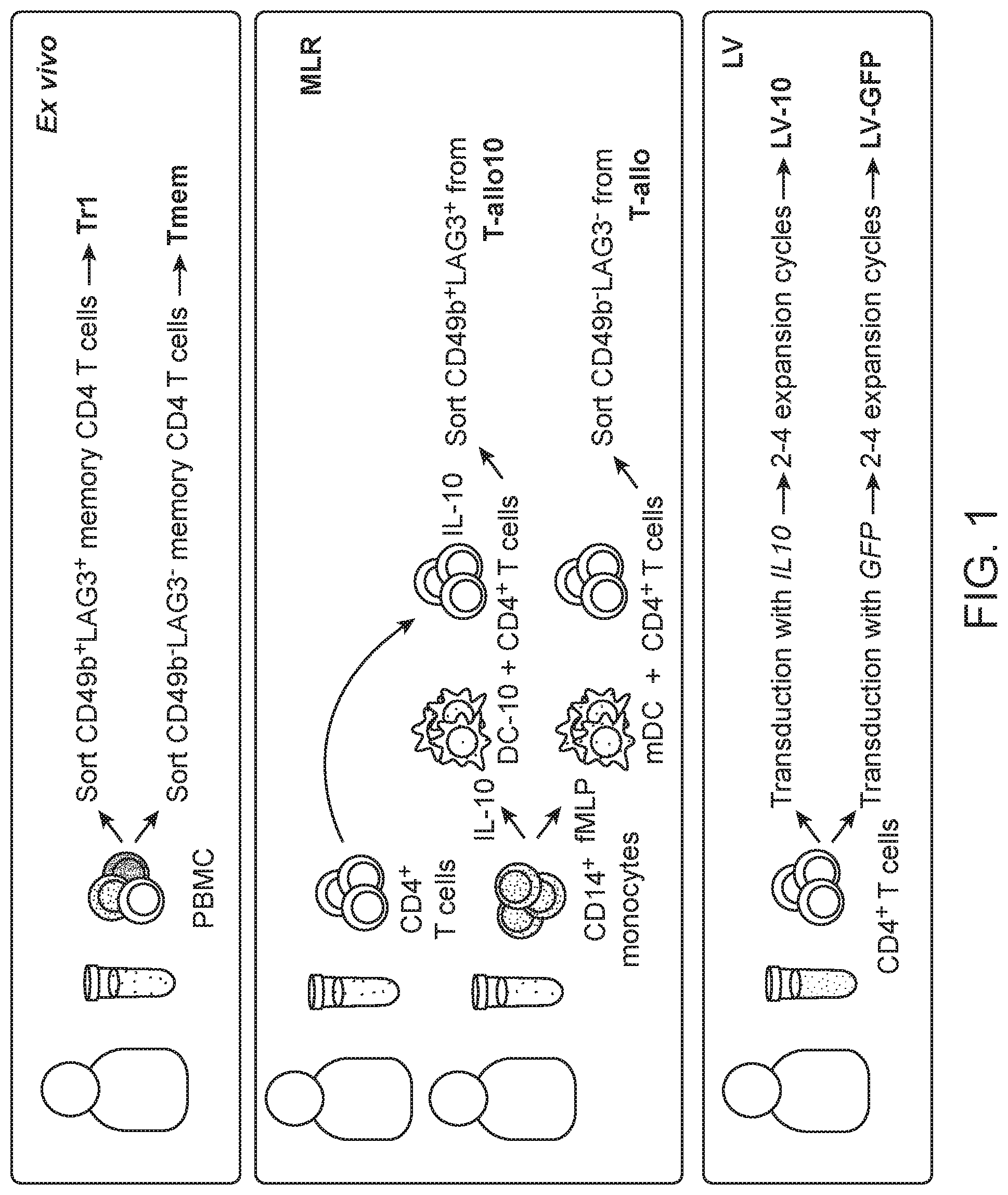 Patent US12319935 Figure 1 – Generation of type 1 regulatory T cells through transcription factor targeting