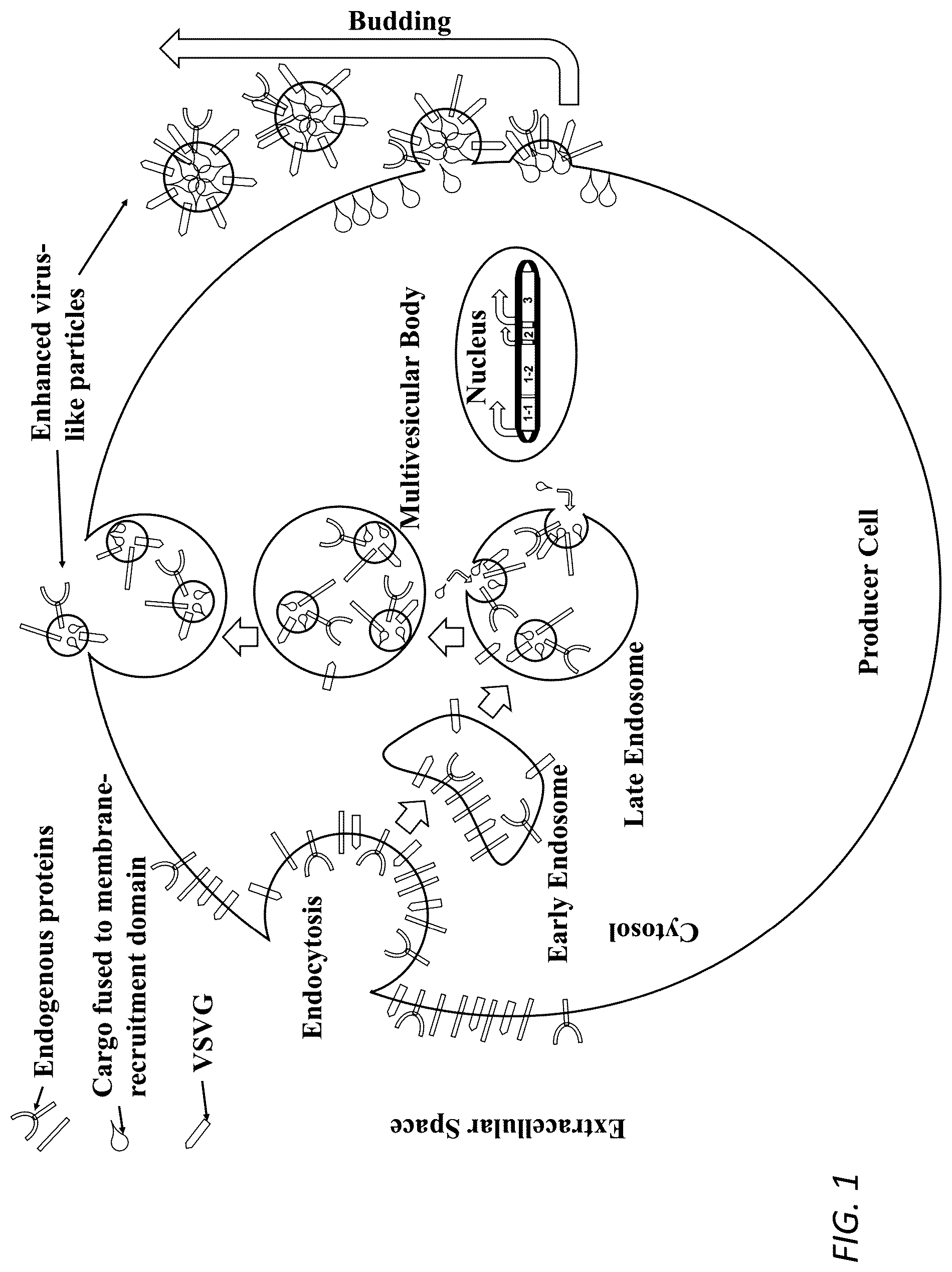 Patent US12319938 — Enhanced virus-like particles and methods of use thereof for delivery to cells — Figure 1