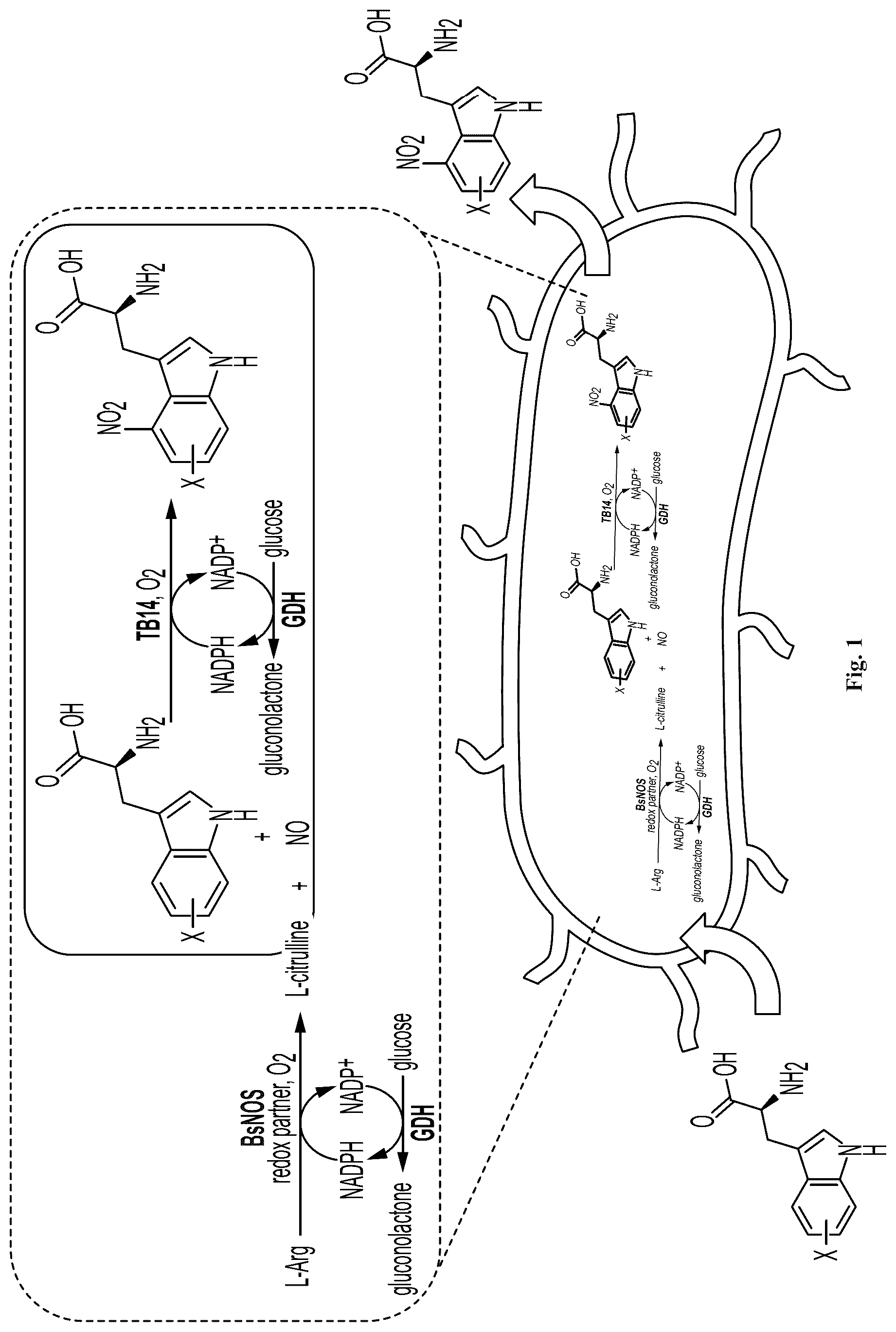 Patent US12319946 — Methods for producing modified bacteria for production of nitroaromatics — Figure 1