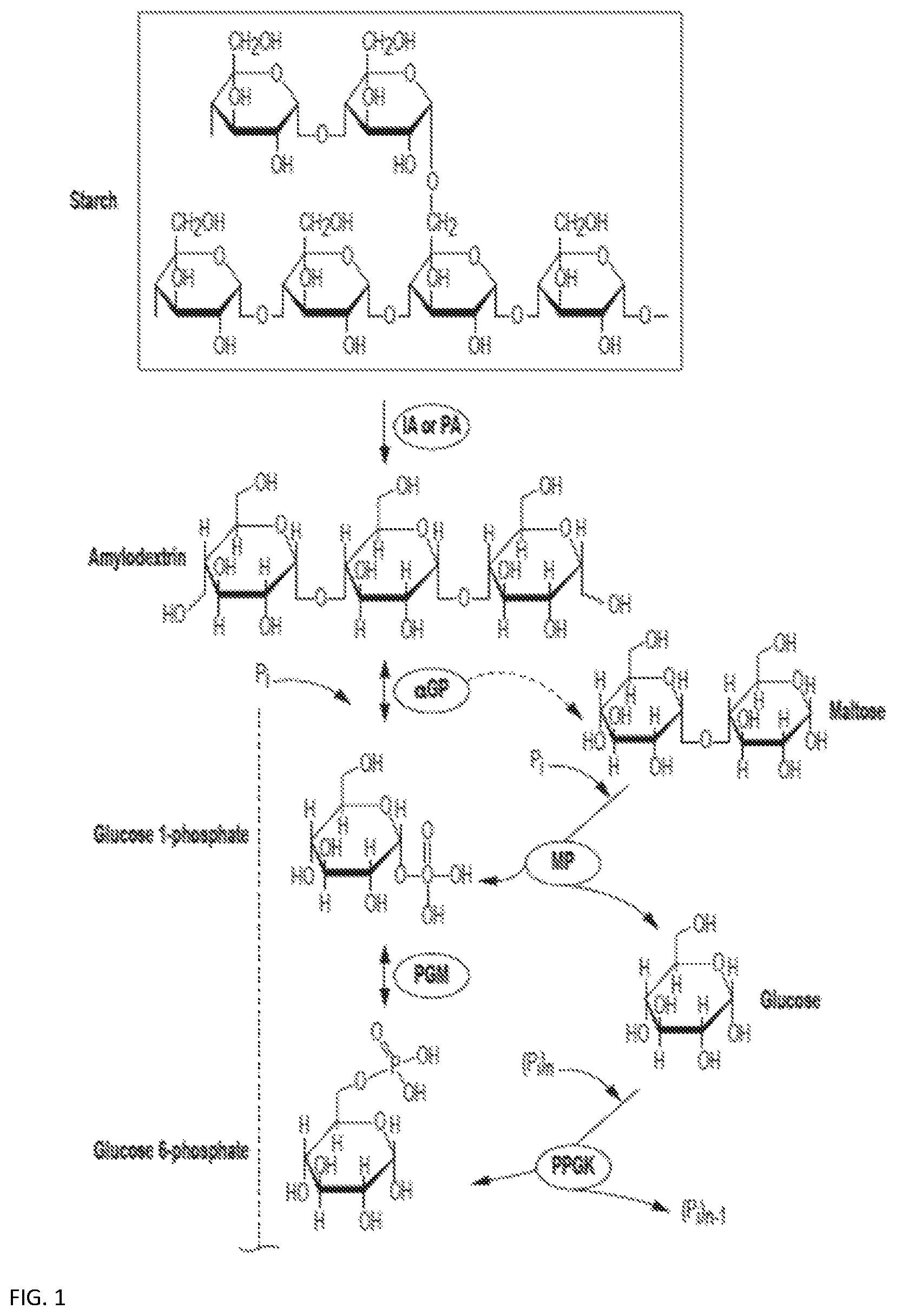 Patent US12319949 — Enzymatic production of mannose — Figure 1