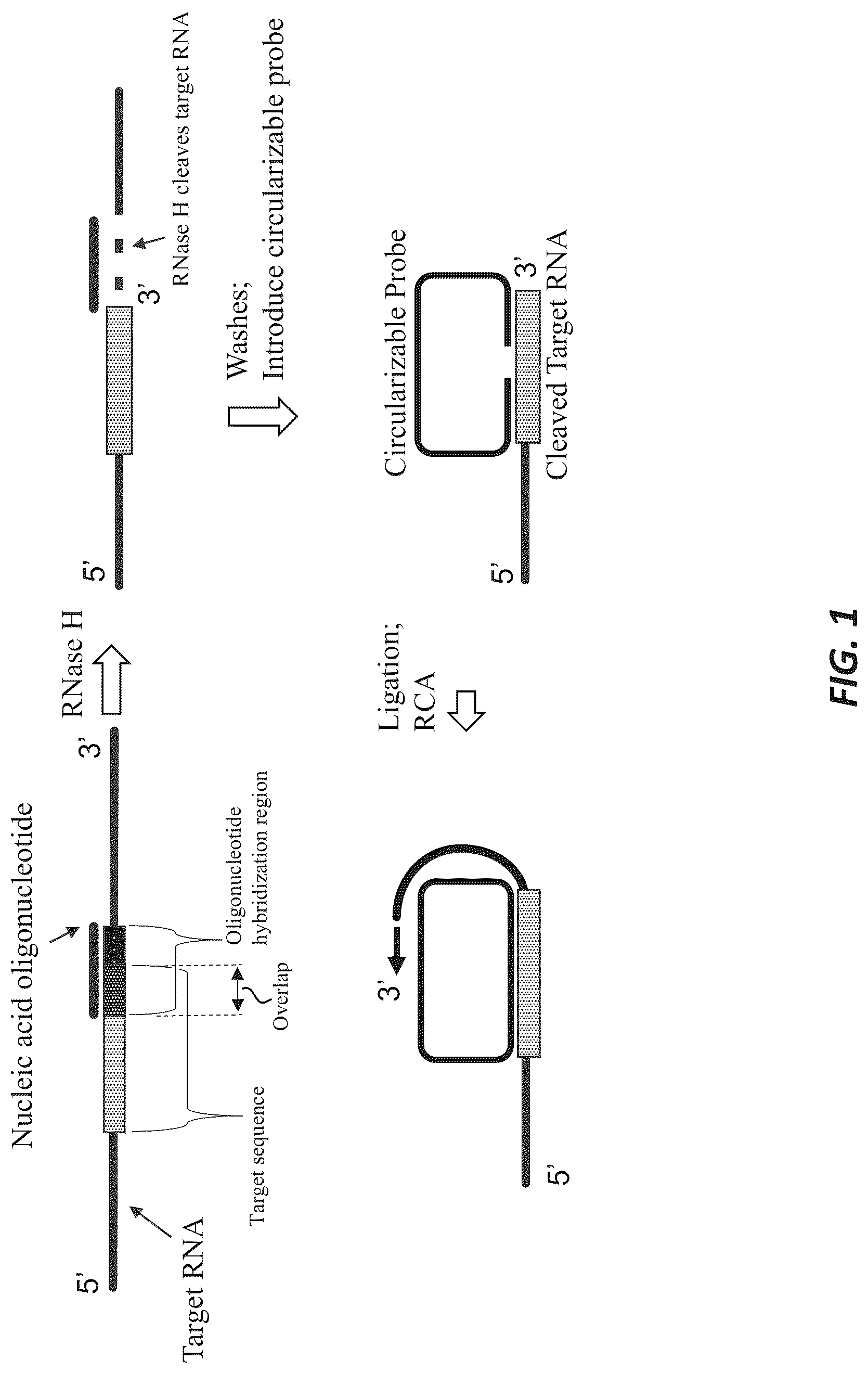 Patent US12319956 — Methods and systems for targeted RNA cleavage and target RNA-primed rolling circle amplification — Figure 1