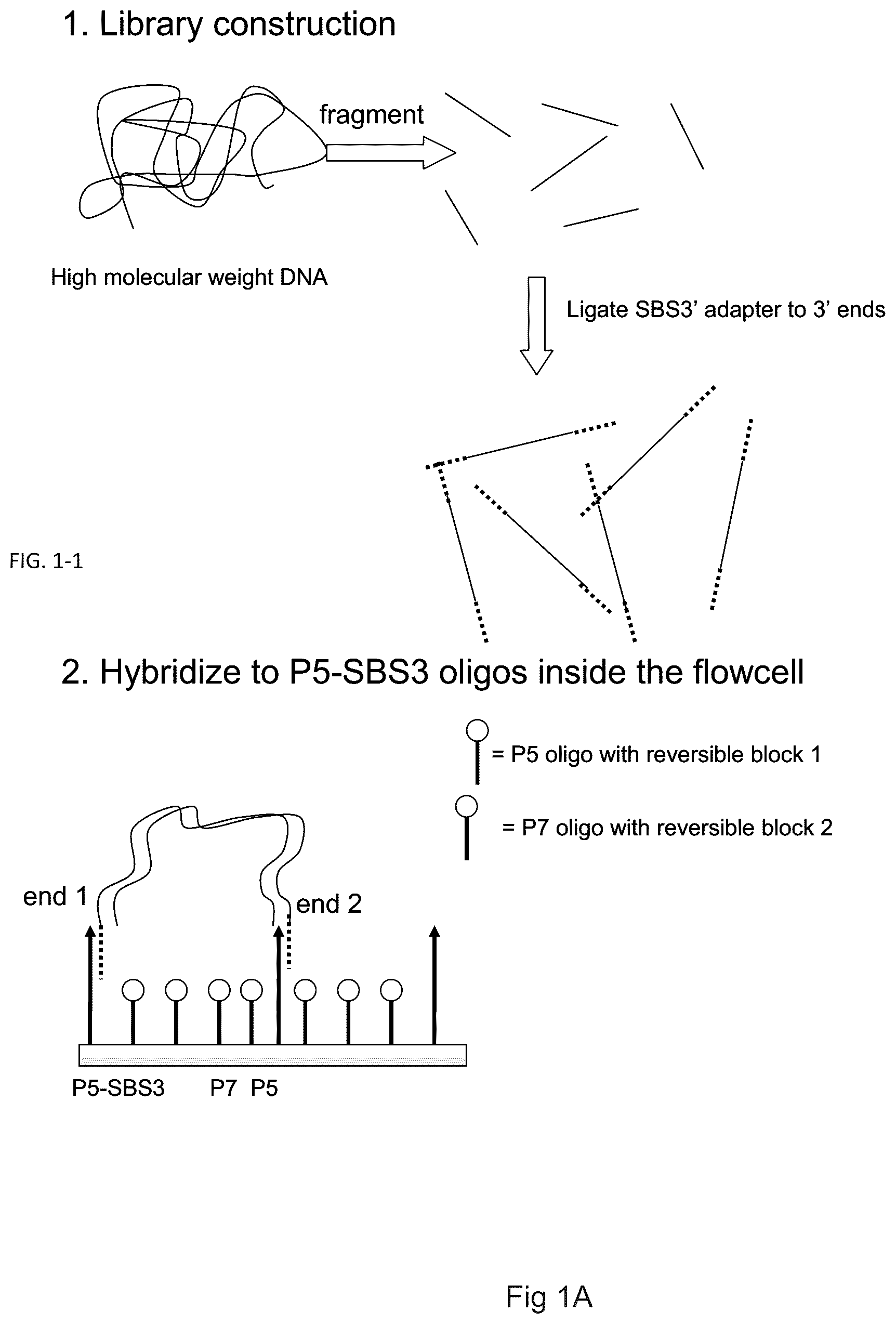 Patent US12319962 — Methods for sequencing polynucleotides — Figure 1