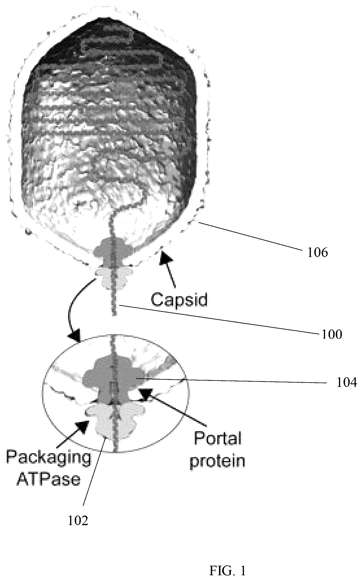 Patent US12320796 — Lipid-free anchoring of thermophilic bacteriophage G20c portal adapter into solid-state nanopores — Figure 1