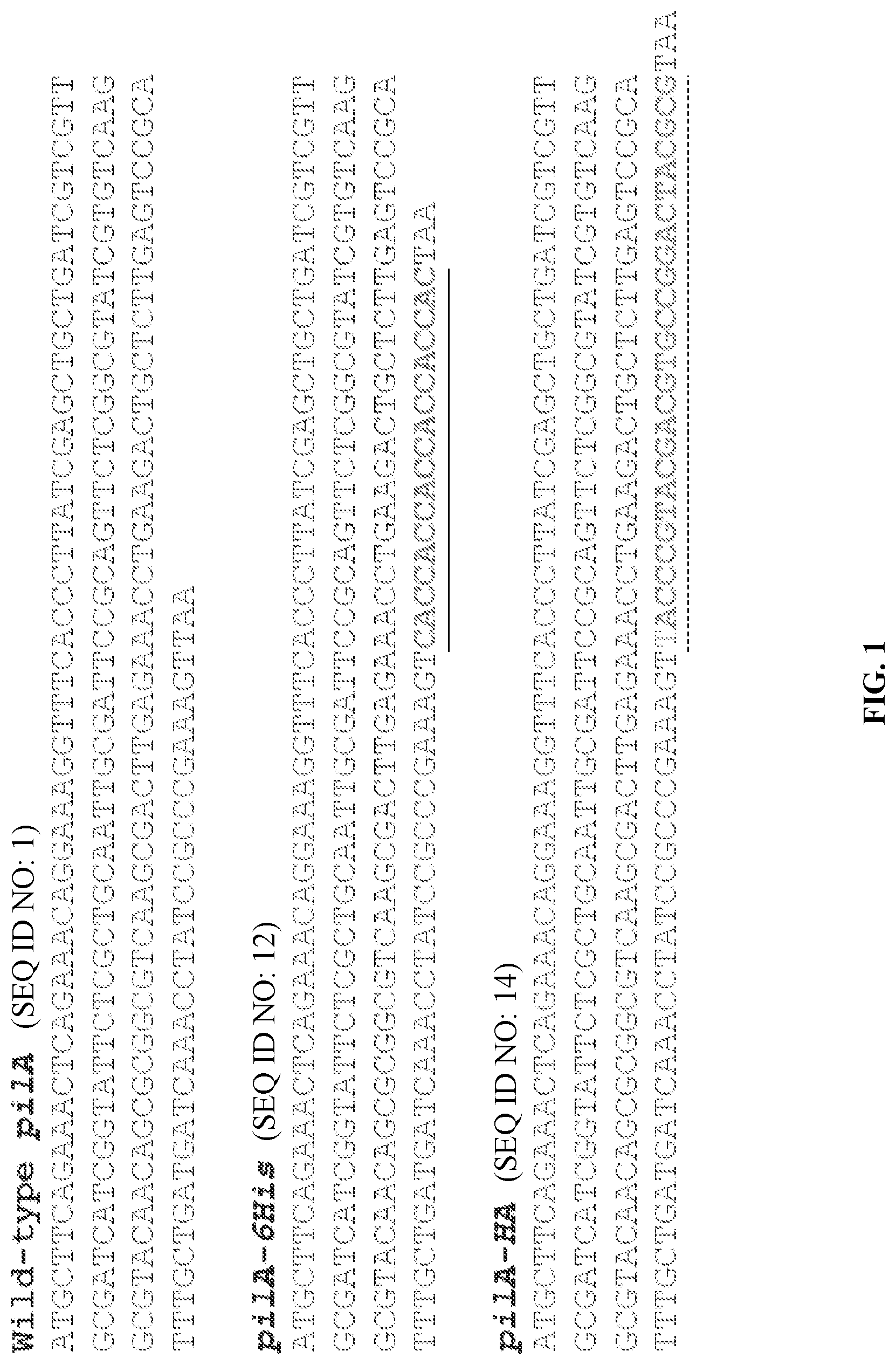 Patent US12320802 — Microbial nanowires modified to contain peptides and methods of making — Figure 1