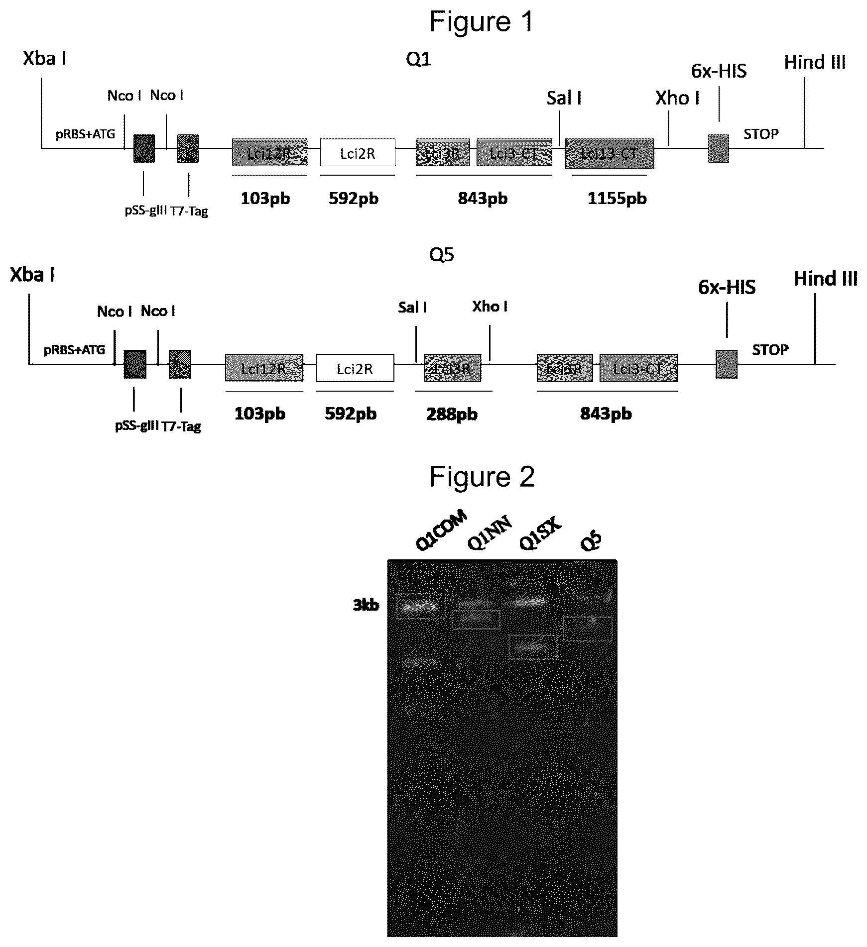 Patent US12320807 — Chimeric protein, method of production and use thereof, and also a nucleic acid molecule, expression cassette, expression vector, host cell, composition for the diagnosis of leishmaniasis, kit for the diagnosis of leishmaniasis and method of diagnosis of leishmaniasis in vitro — Figure 1