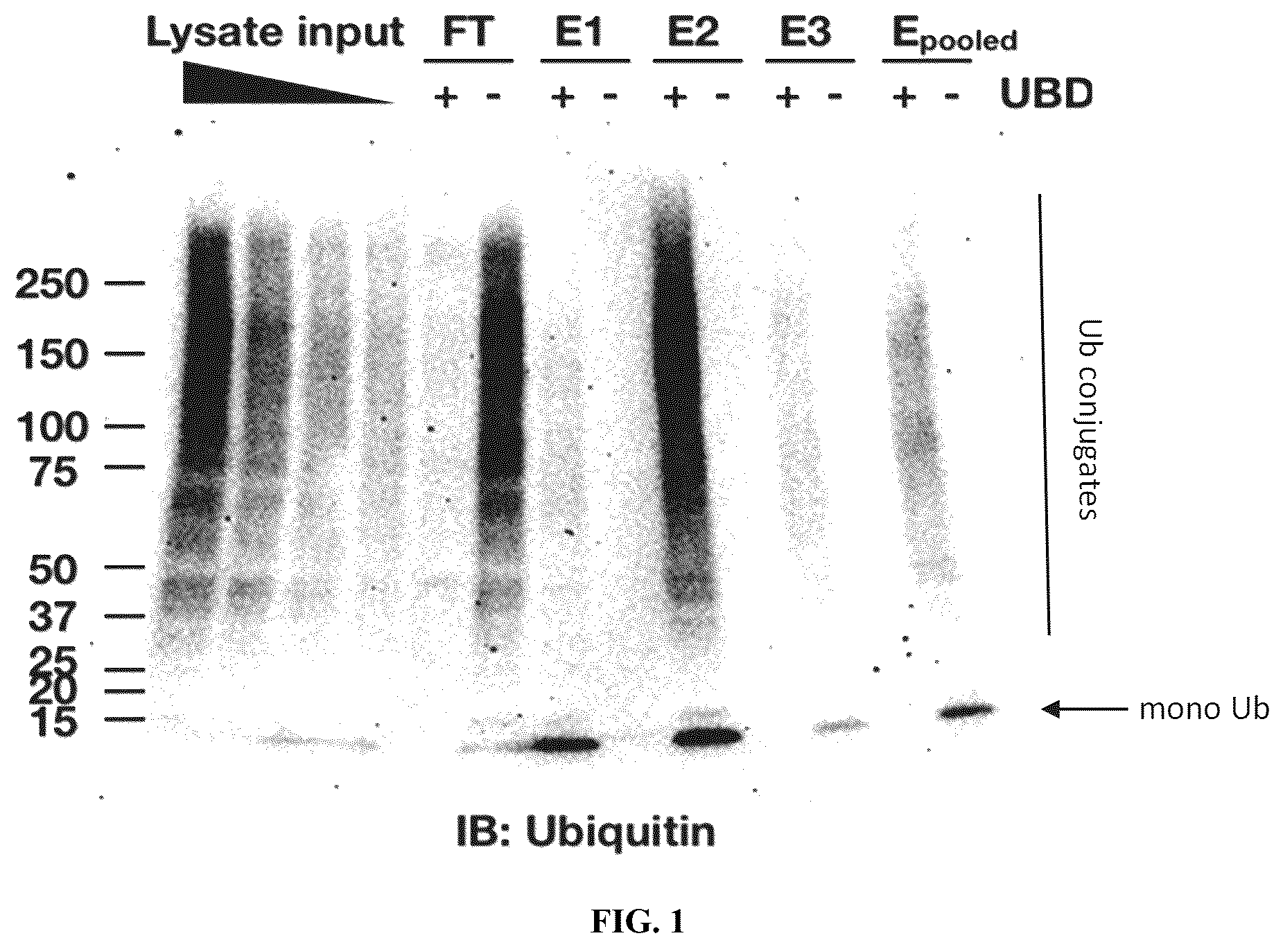 Patent US12320815 Figure 1 – Compositions and methods for enrichment and detection of ubiquitin and ubiquitin conjugates