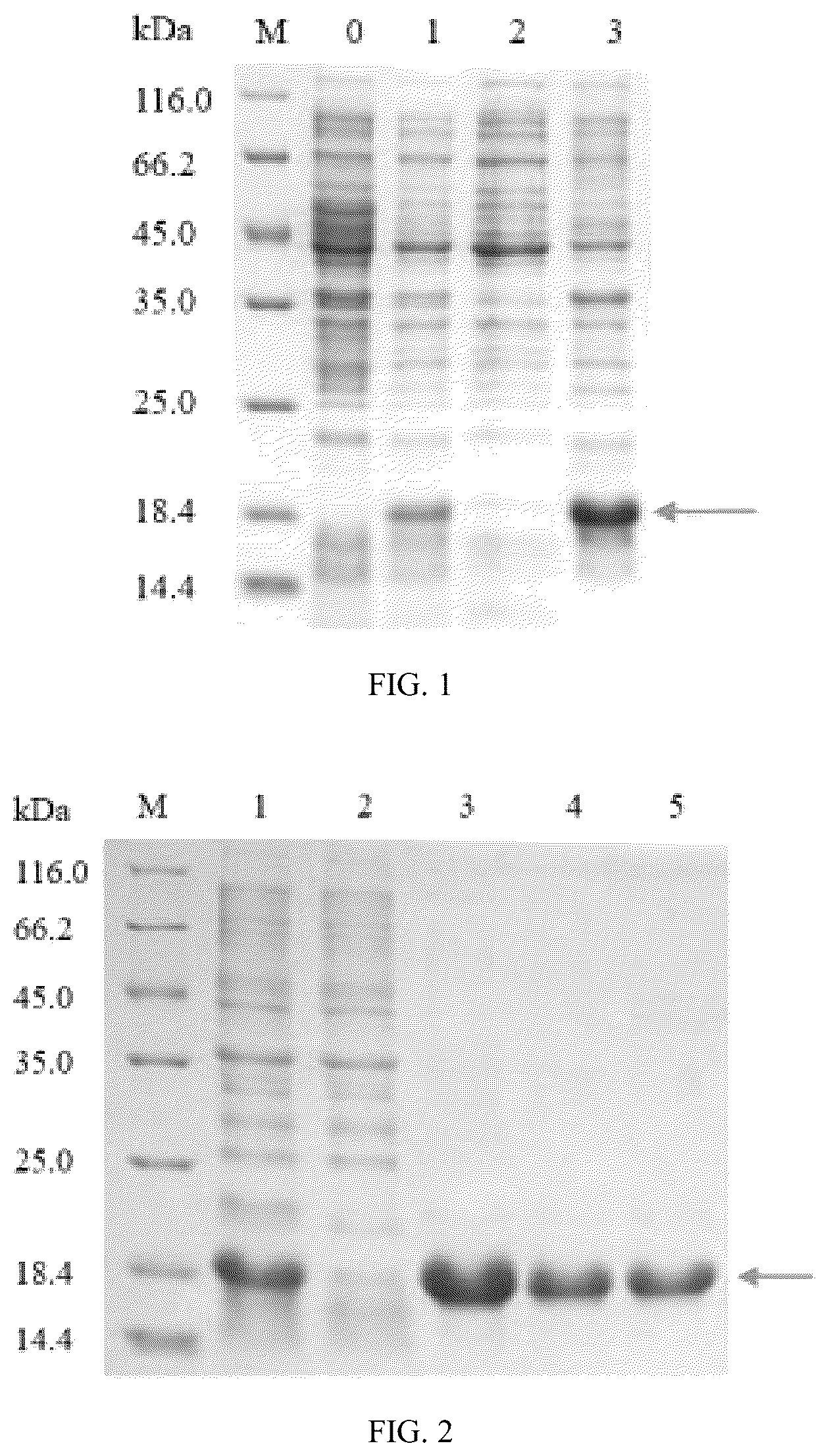 Patent US12320817 — Enzyme-linked immunosorbent assay (ELISA) method and monoclonal antibody for giant panda relaxin-3 (RLN3) — Figure 1