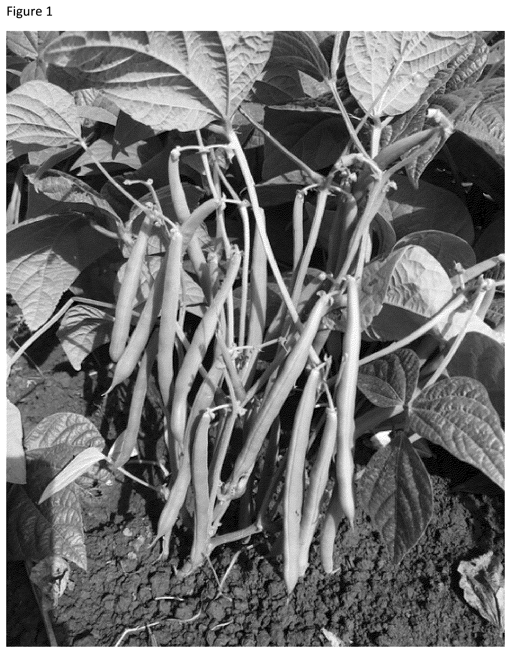 Patent US12324399 — Garden bean variety ‘Lunar’ — Figure 1