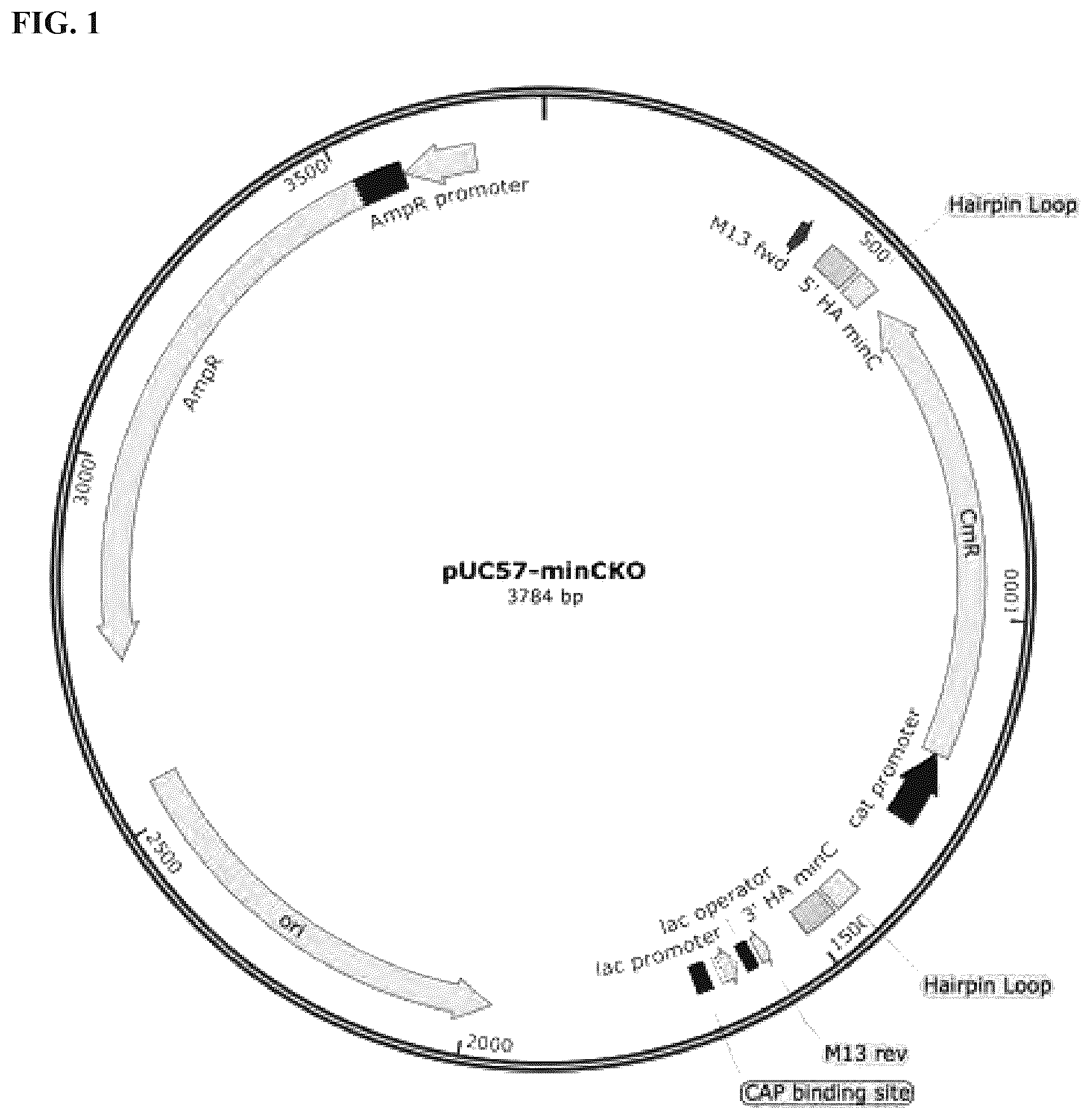Patent US12324431 — Compositions and methods for scalable production and delivery of biologicals — Figure 1