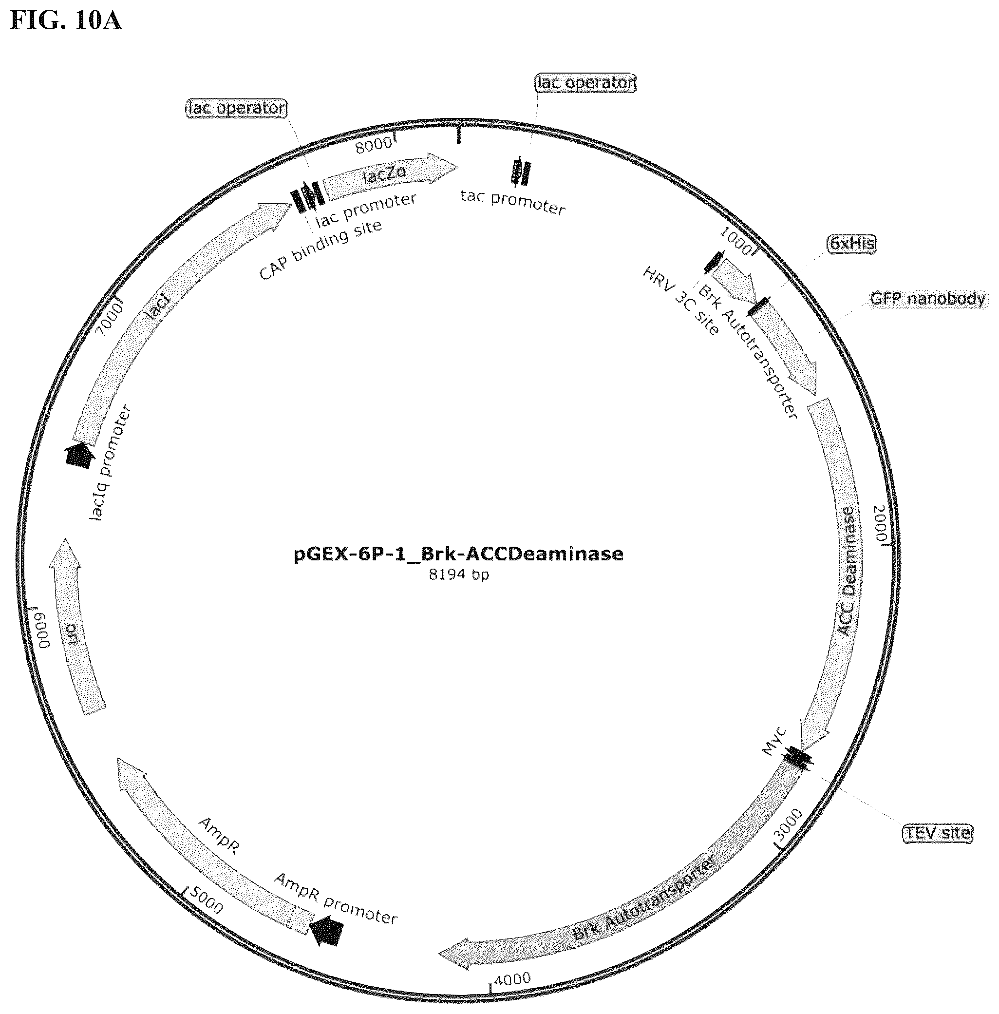 Patent US12324431 Figure 15 – Compositions and methods for scalable production and delivery of biologicals