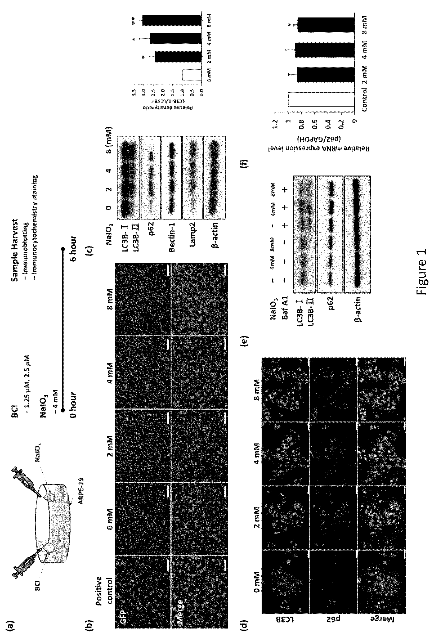 Patent US12324813 — Method and pharmaceutical composition for rescuing retinal degeneration — Figure 1