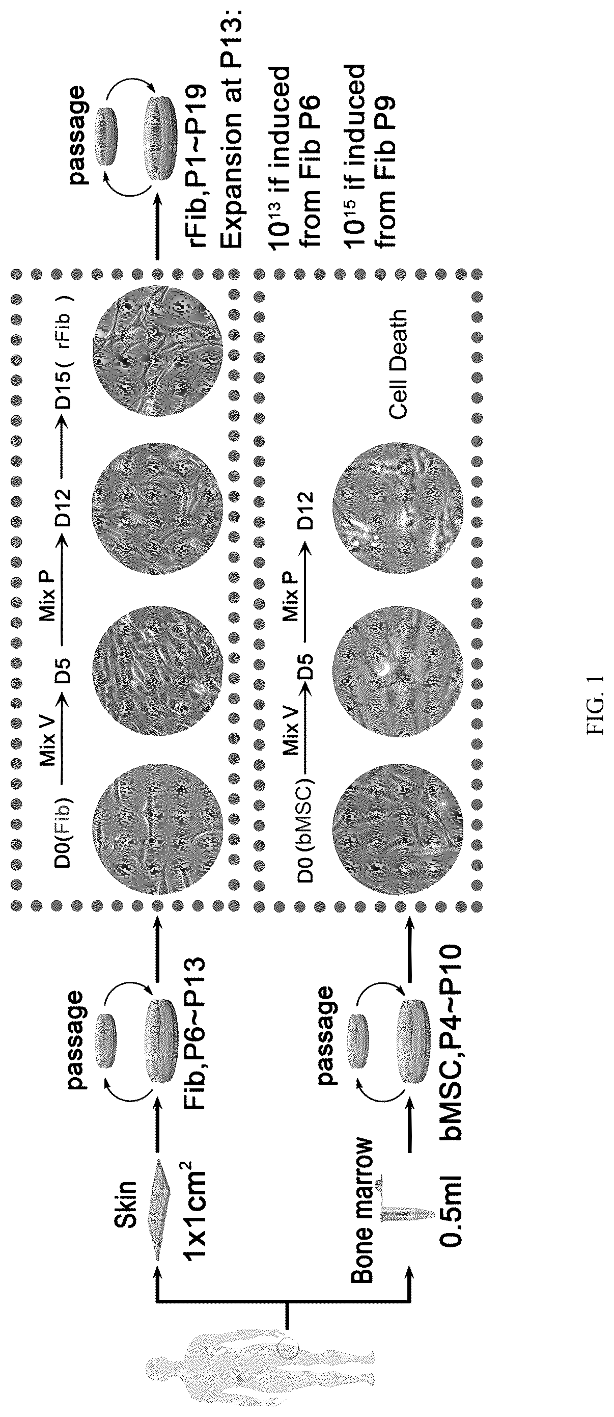 Patent US12324817 — Method of inducing dedifferentiation of somatic cells with small molecules to prepare rejuvenated mesenchymal stem cells and uses thereof — Figure 1