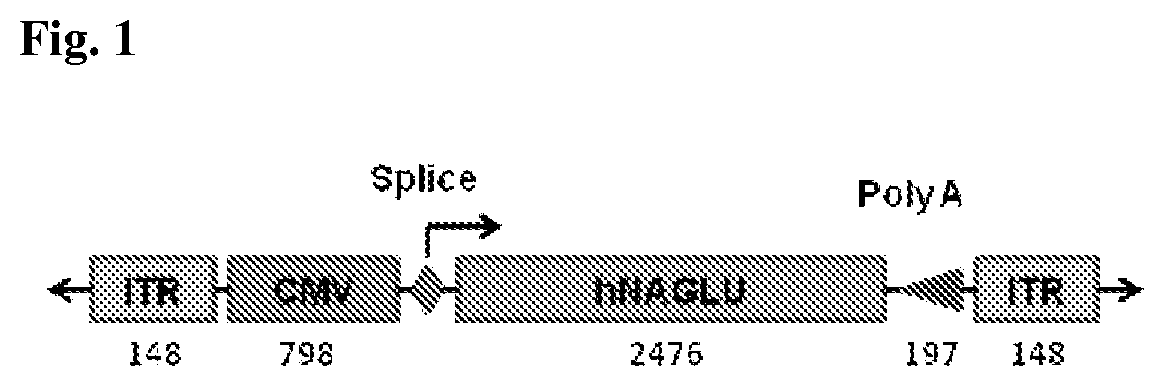 Patent US12324829 Figure 1 – Methods for delivery of polynucleotides by adeno-associated virus for lysosomal storage disorders