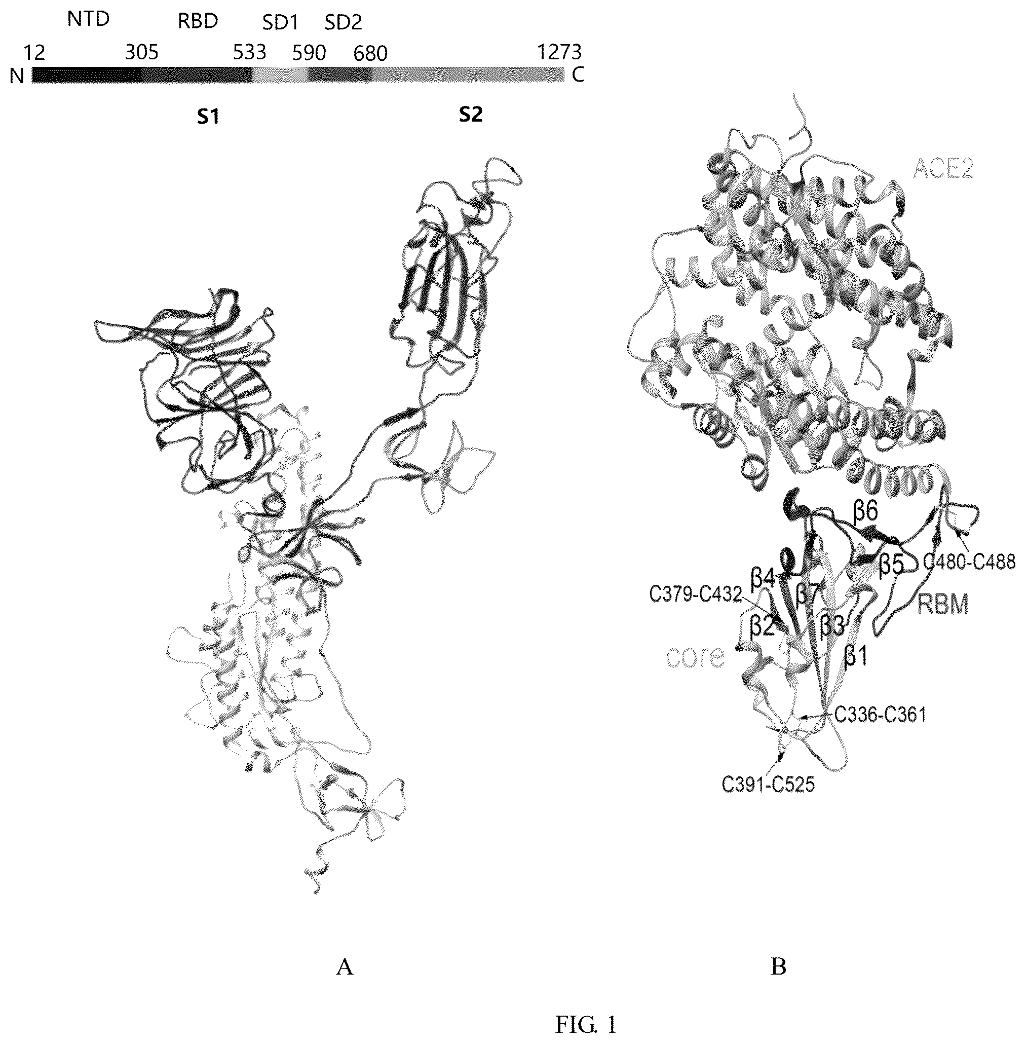 Patent US12324833 Figure 1 – Recombinant severe respiratory syndrome coronavirus 2 Rbd trimer protein vaccine capable of generating broad-spectrum cross neutralization activity, and preparation method and use thereof