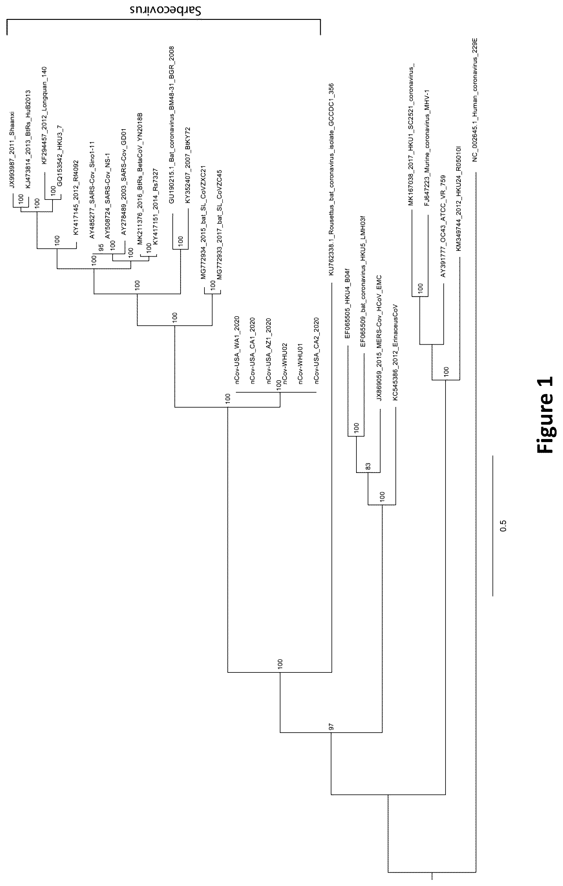 Patent US12324834 — Nucleic acid vaccine against the SARS-CoV-2 coronavirus — Figure 1